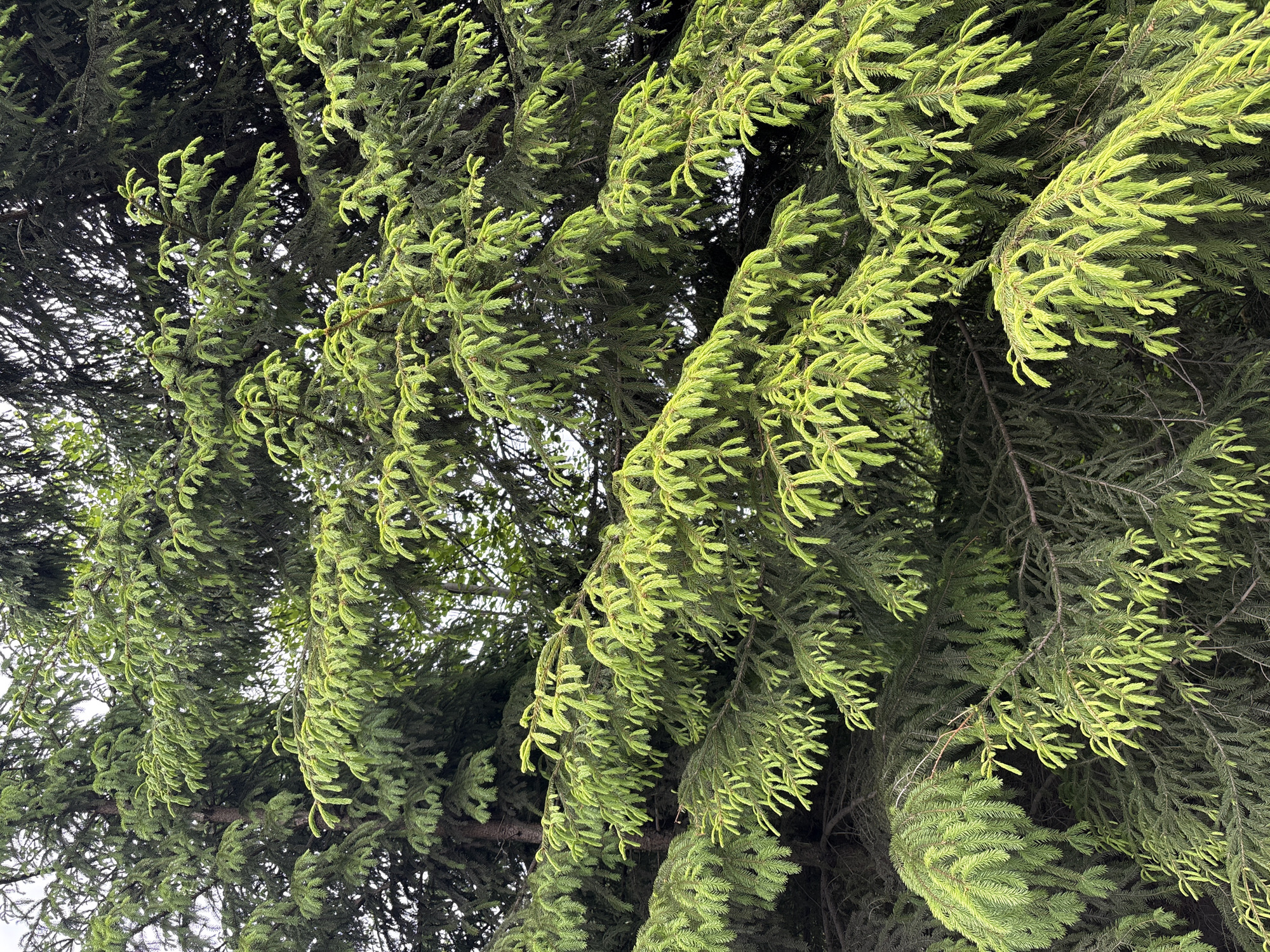 Spring growth observed on evergreen trees in Rublevo