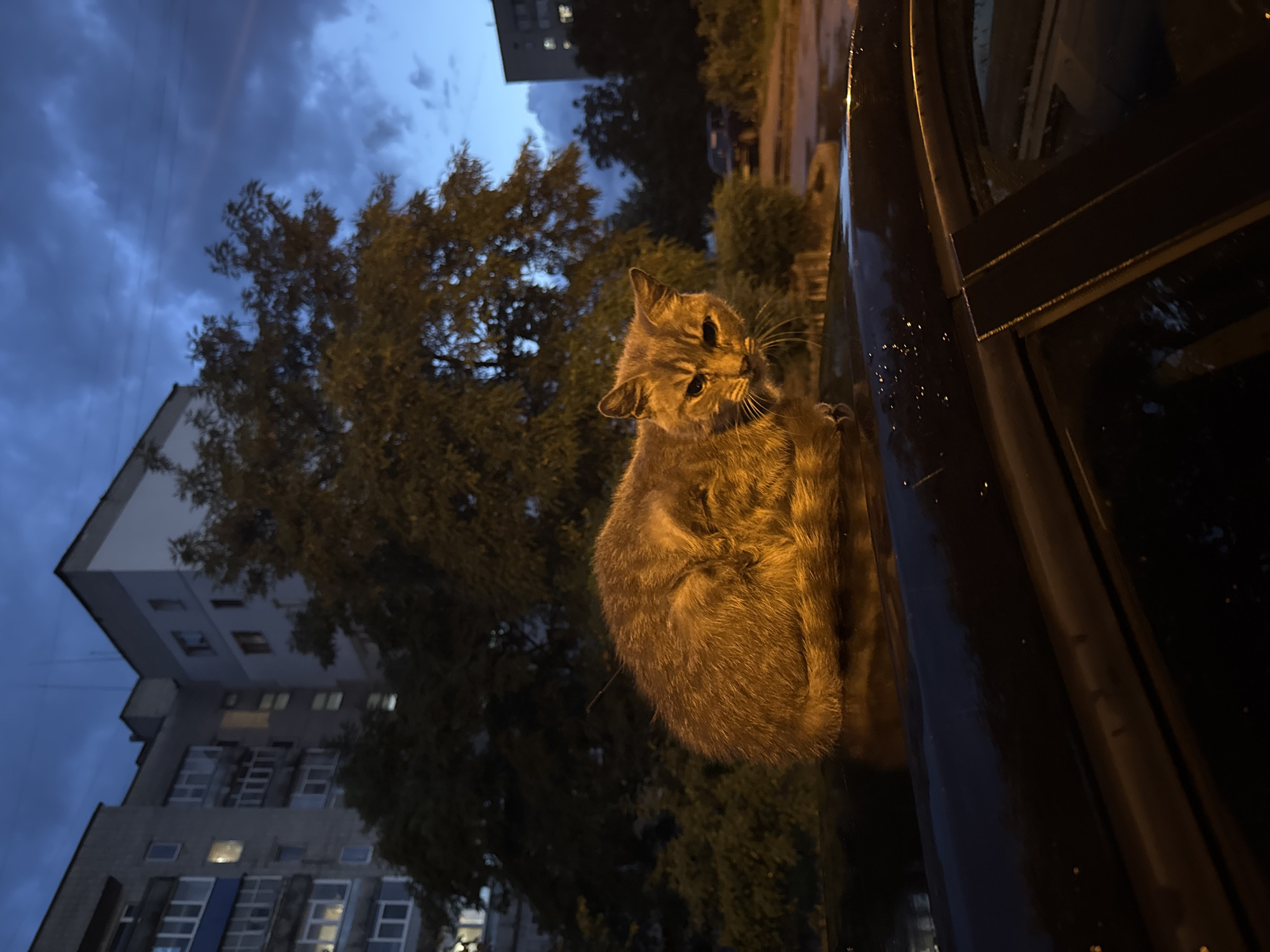 Kremenchuk neighborhood at dusk, cat on a car hood