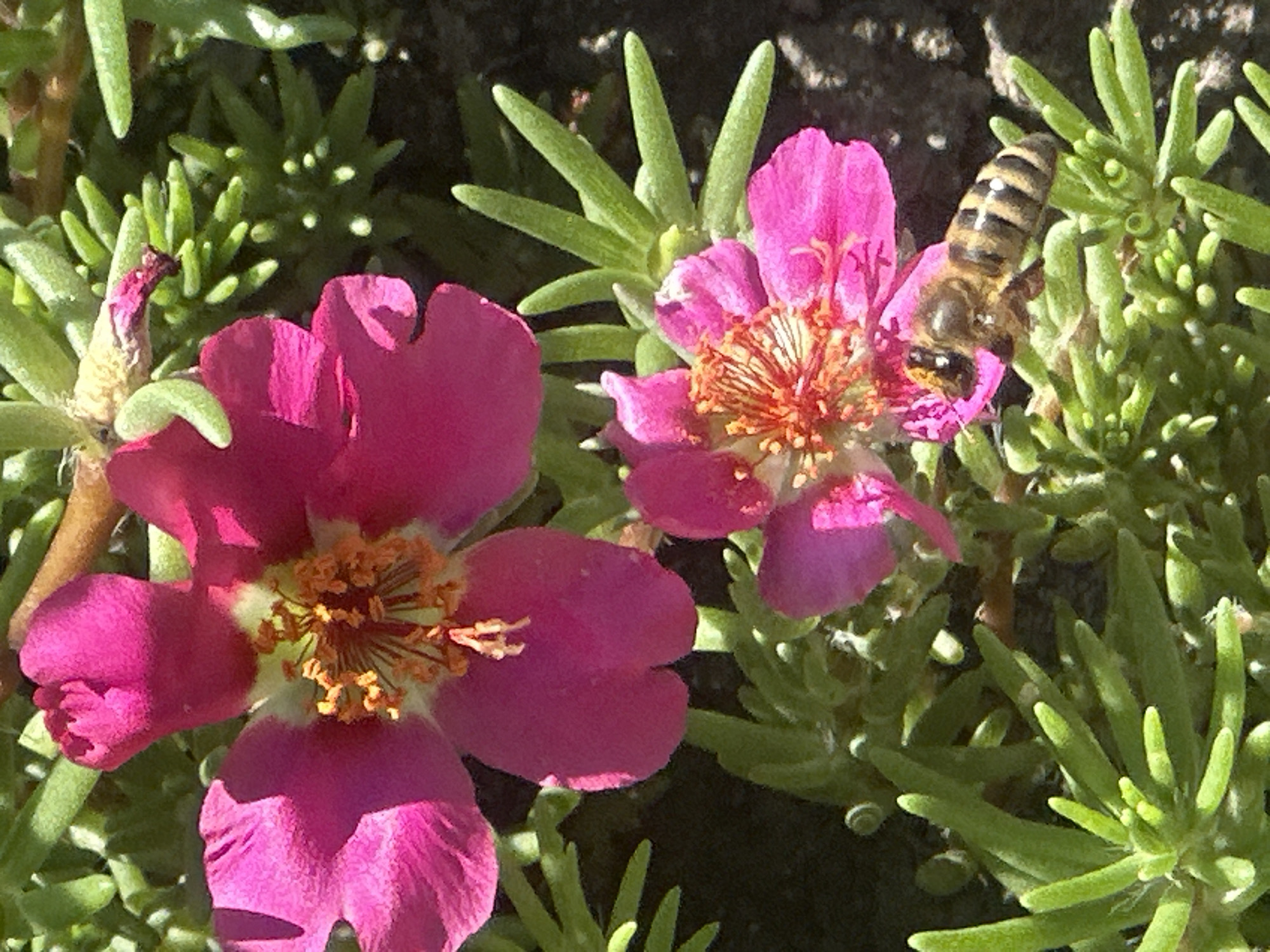 Bees working the garden in Lobacheve, Ukraine