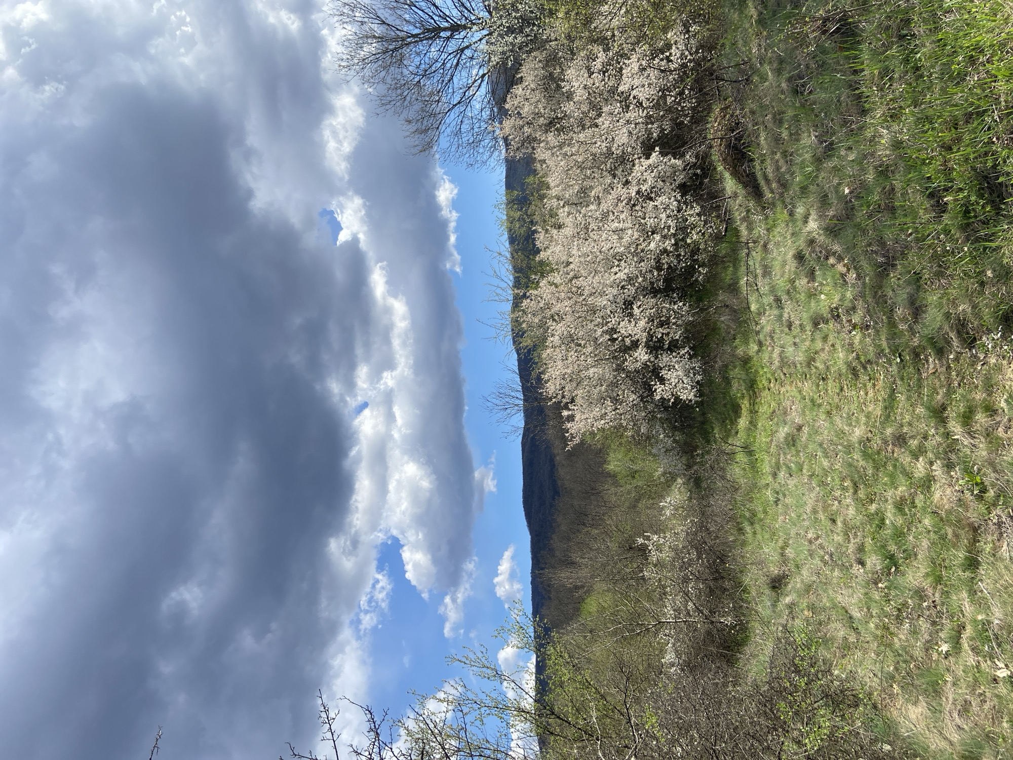 Spring blooms captured near Mindia, Bulgaria hillside
