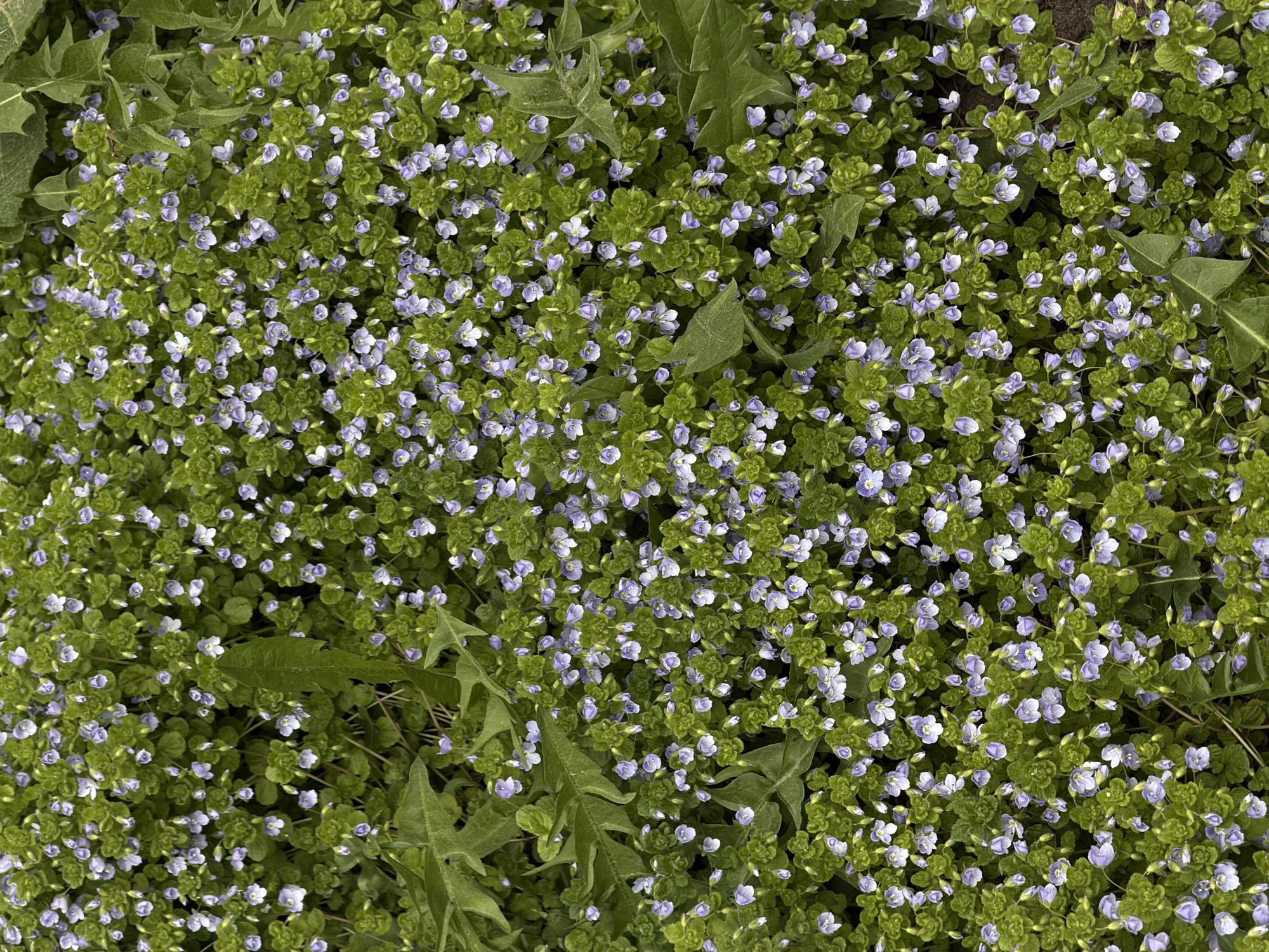 Spring wildflowers bloom across Perm, Russia ground cover