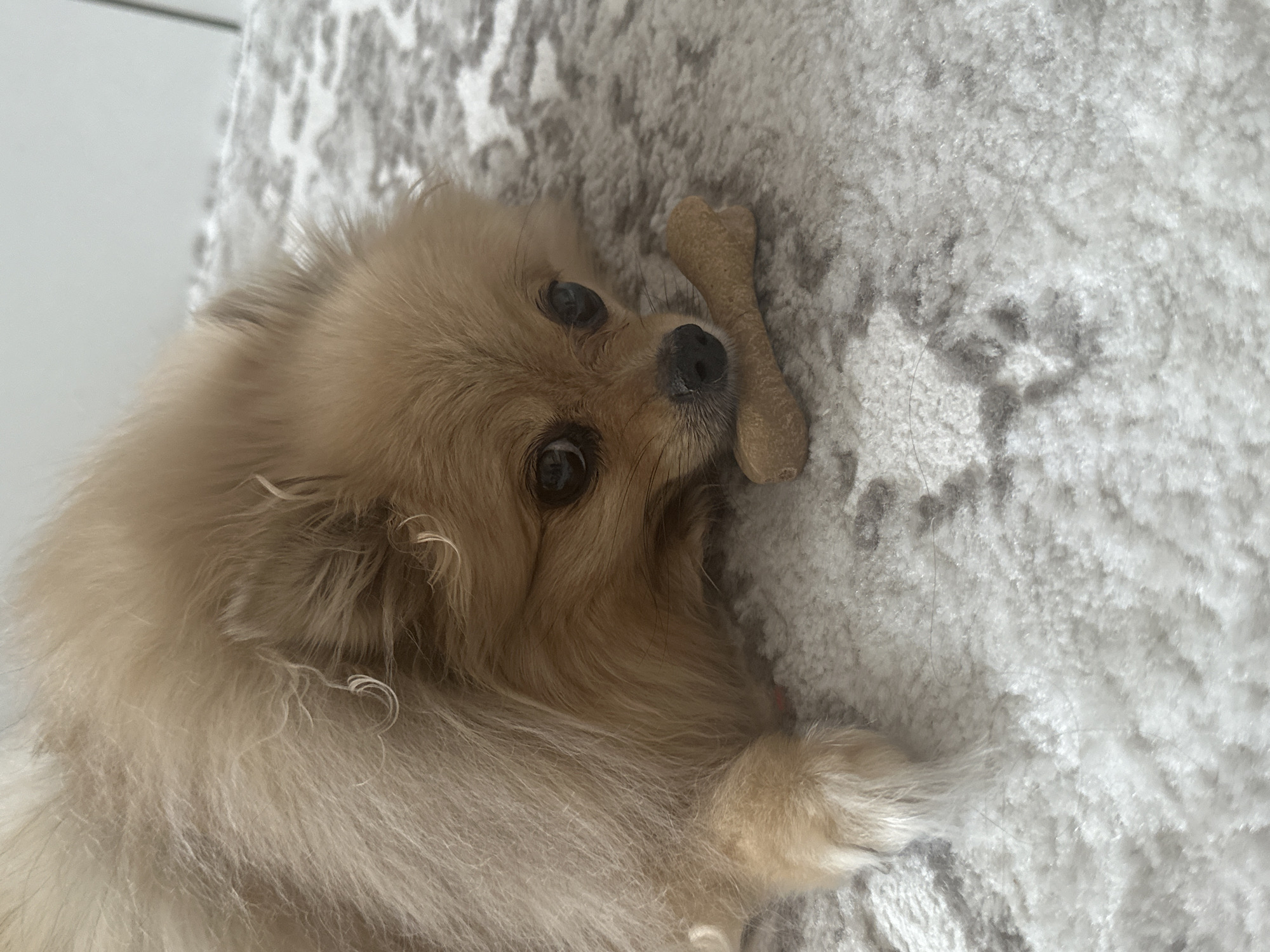Pomeranian relaxes with chew toy on a patterned rug
