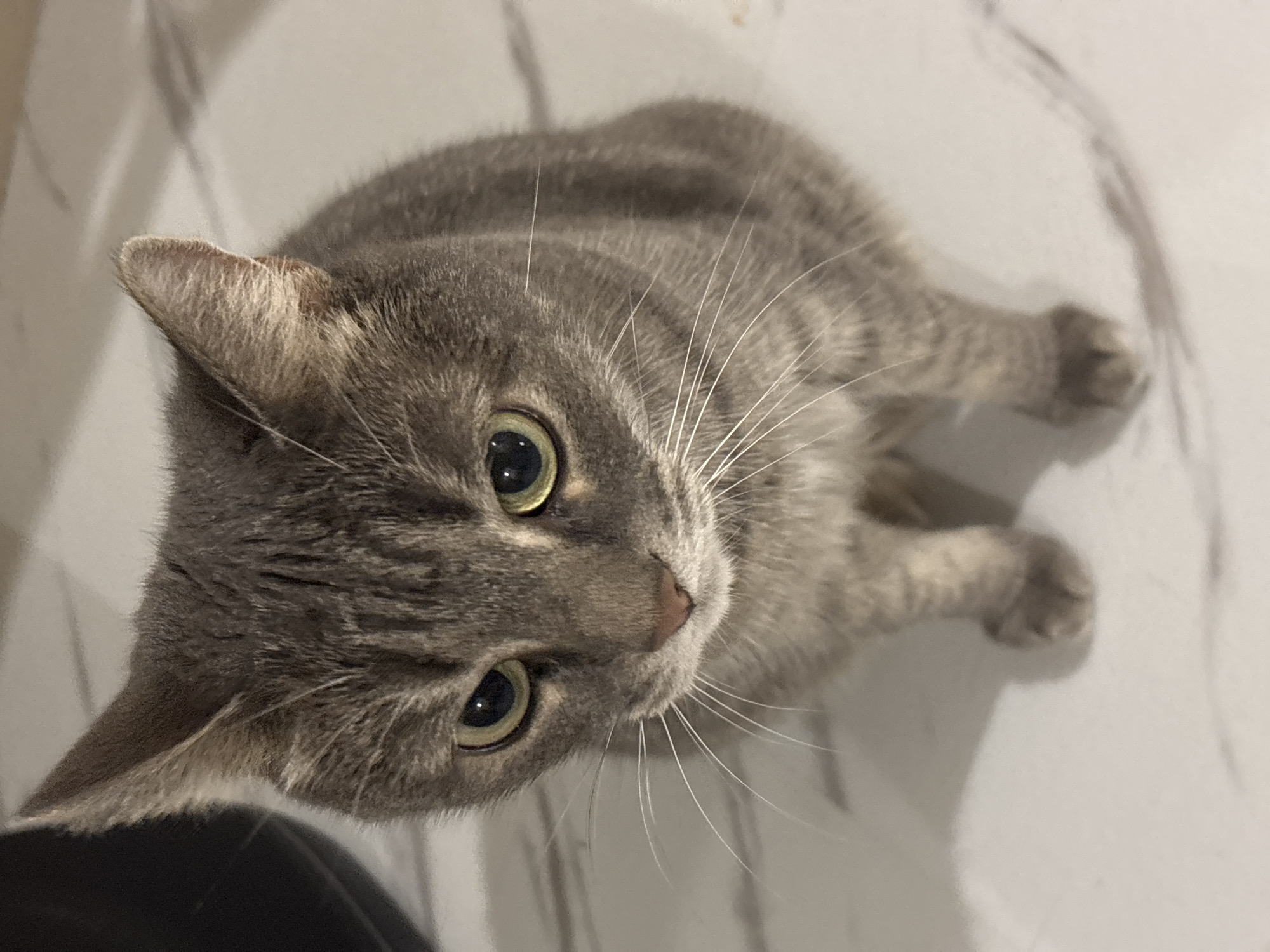 Evening life across Russian towns: cats, kitchen moments, DJ sets