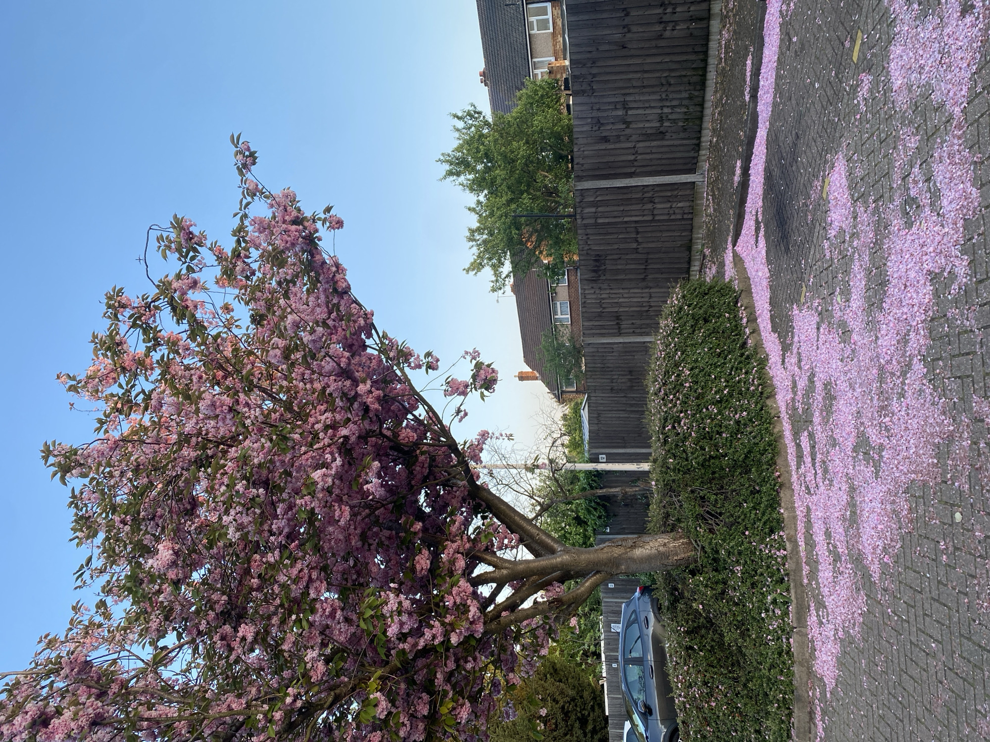 Spring blossoms and costumed figure spotted in London neighborhood