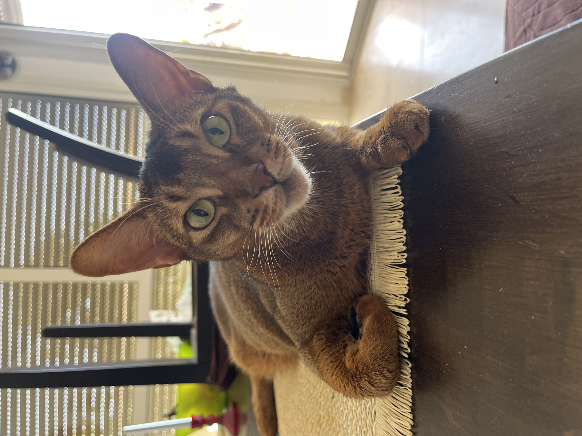 Abyssinian cat relaxing on a woven placemat