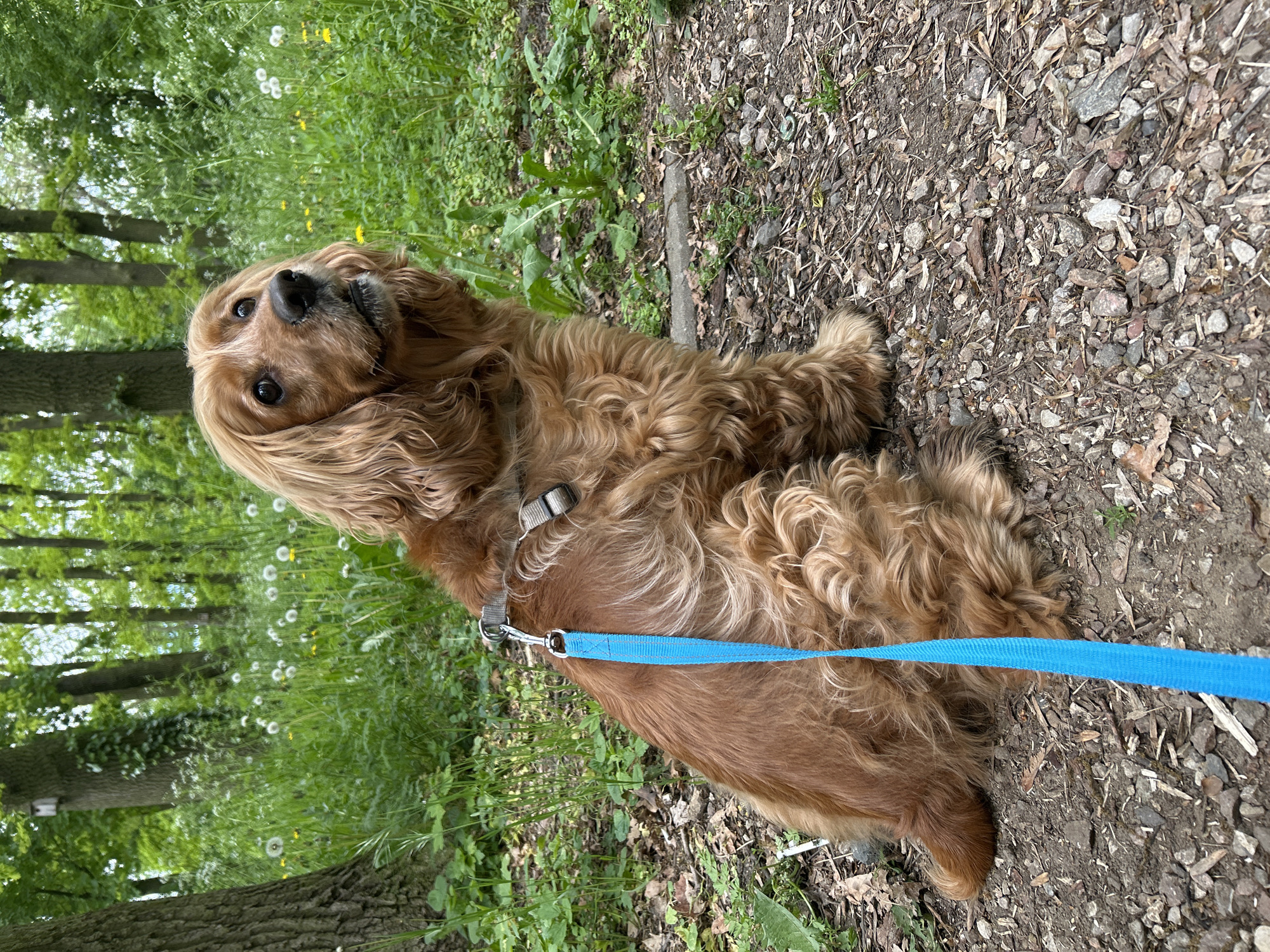 Dog walker enjoys morning stroll through Tczew park