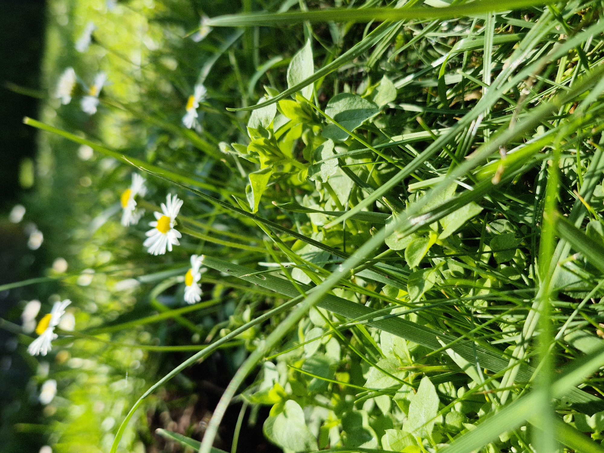 Lazy summer morning in a Lithuanian backyard with kids, dogs, and flowers