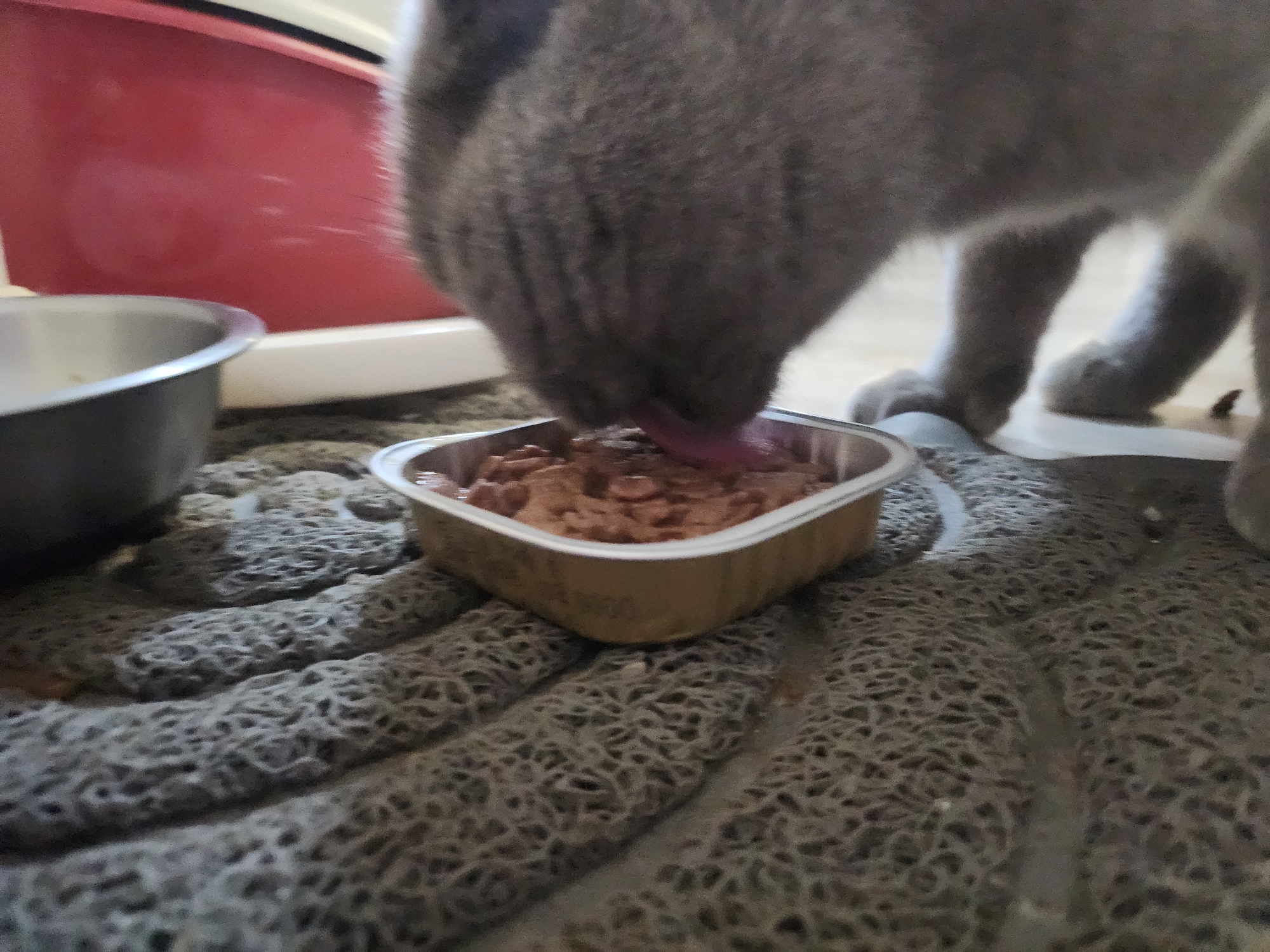 Gray cat's evening routine documented in Bulgarian coastal town