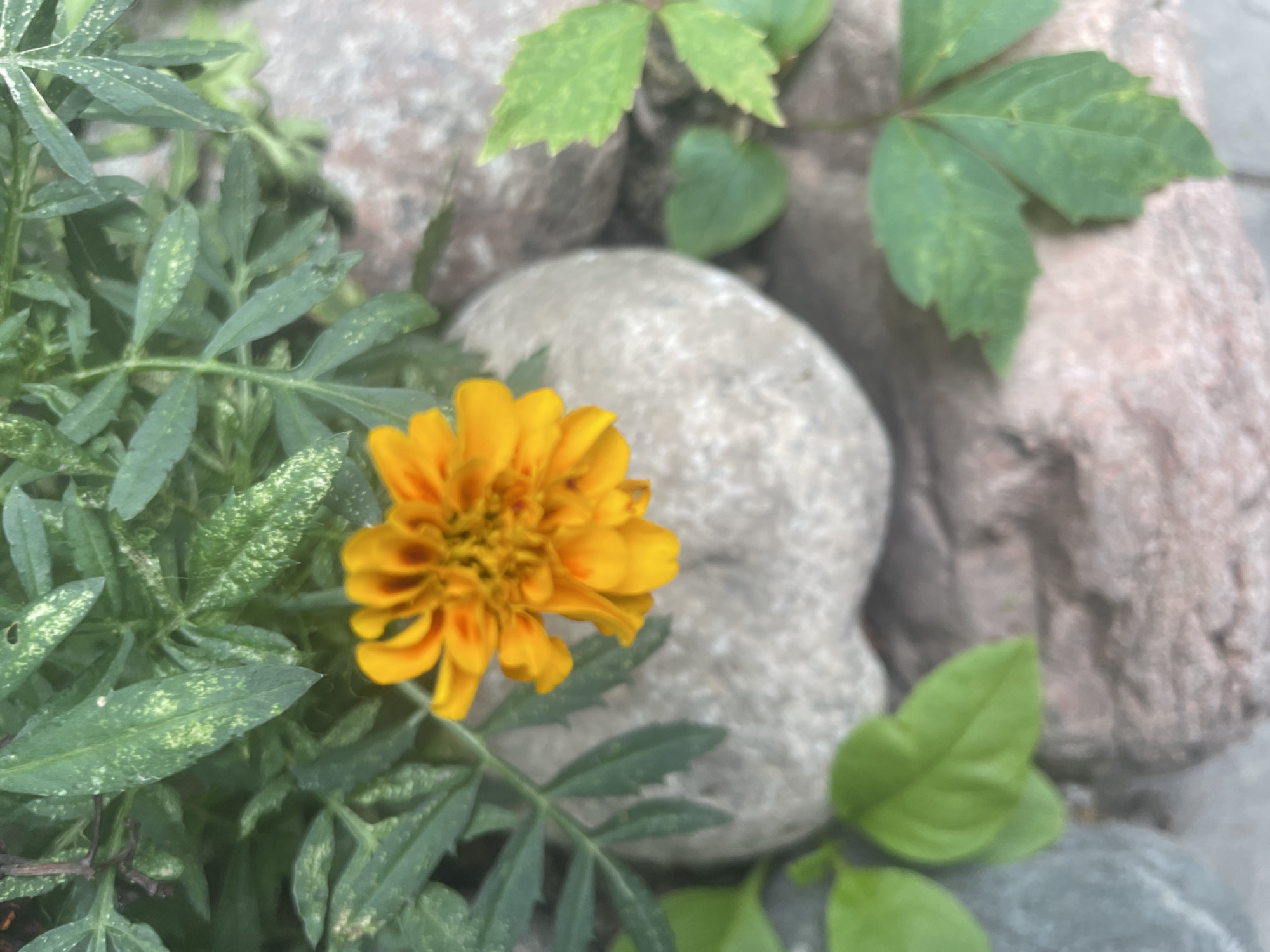Quiet morning at home: garden flowers, a toddler, and chores