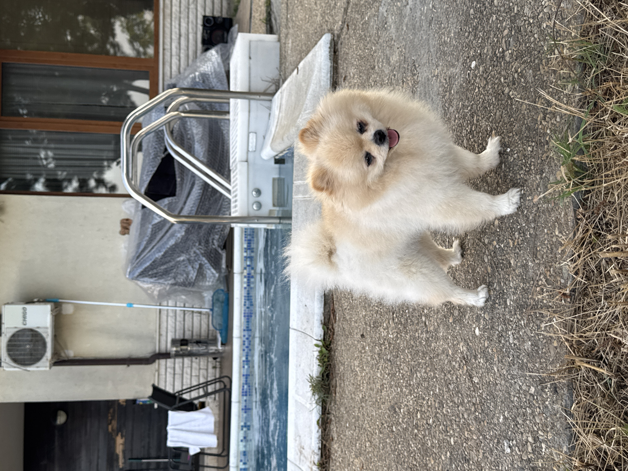 Pomeranian by the pool, Balchik backyard, summer afternoon