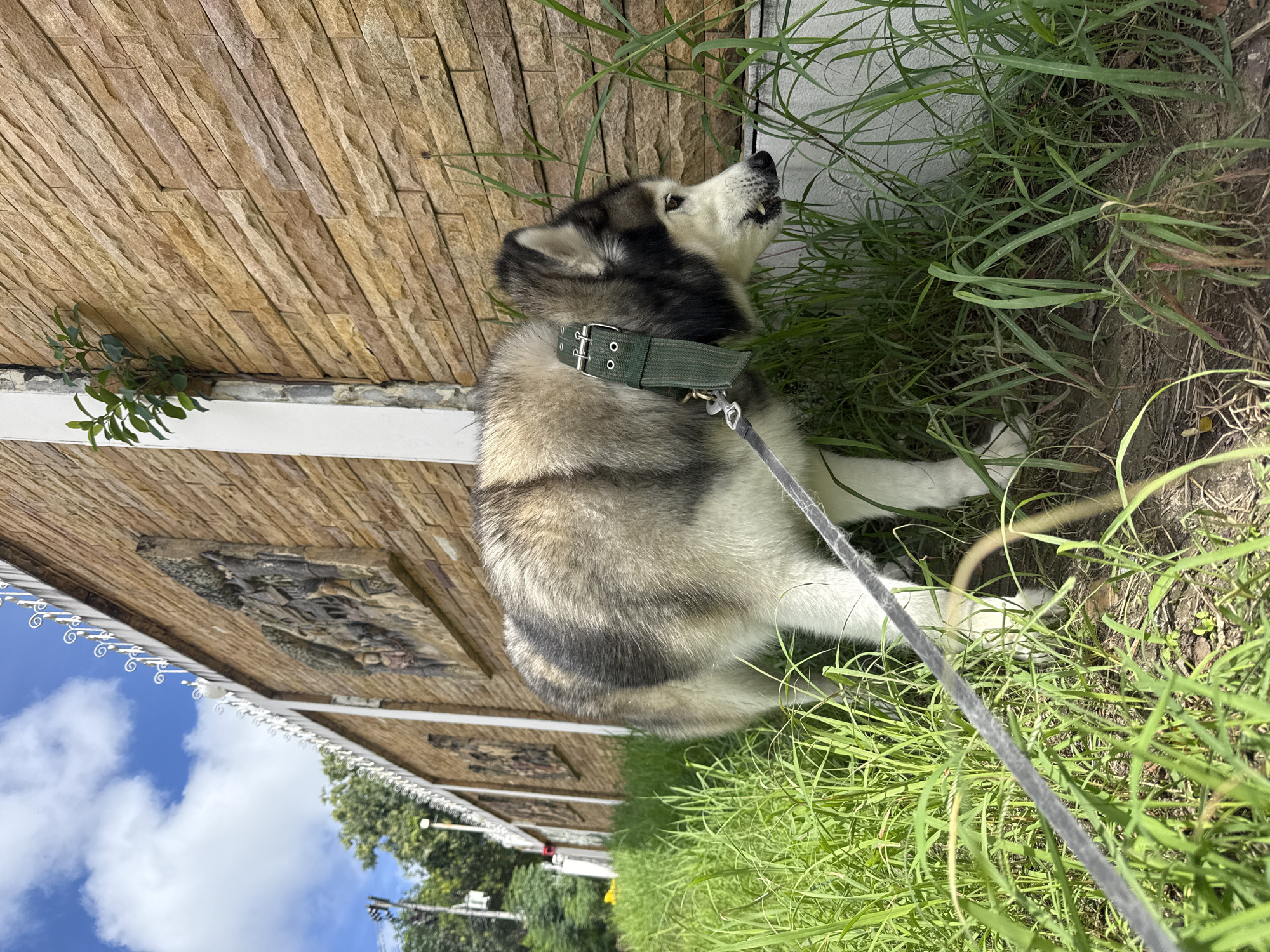 Husky, carved wall, and a convex mirror moment in Chalong