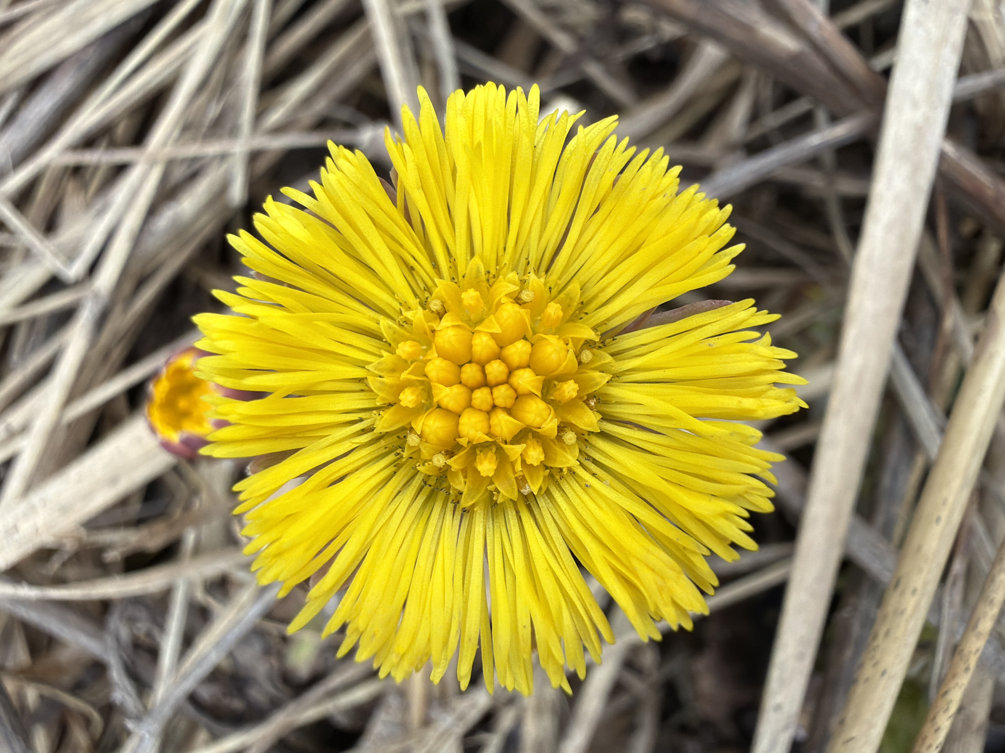 Early spring documented in Chaikovsky, Russia through seasonal observations