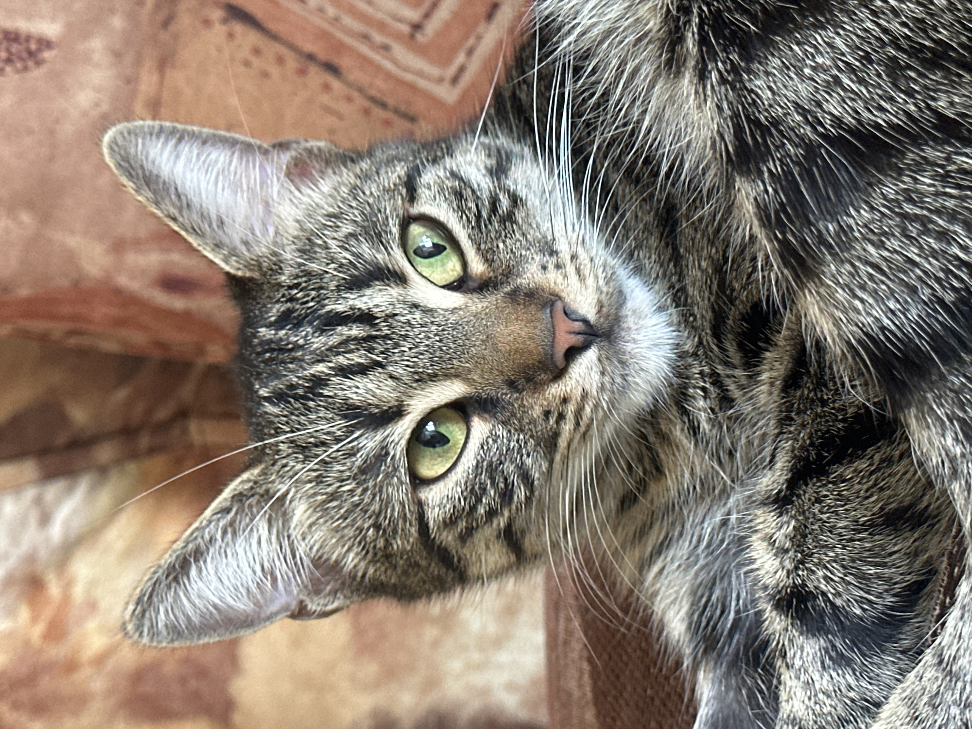 Sofia resident documents morning moments with cats, selfies, toys