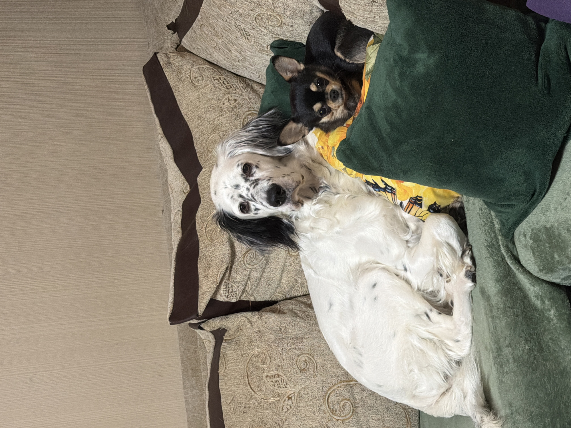 Two dogs cuddling together on couch in Bulgaria