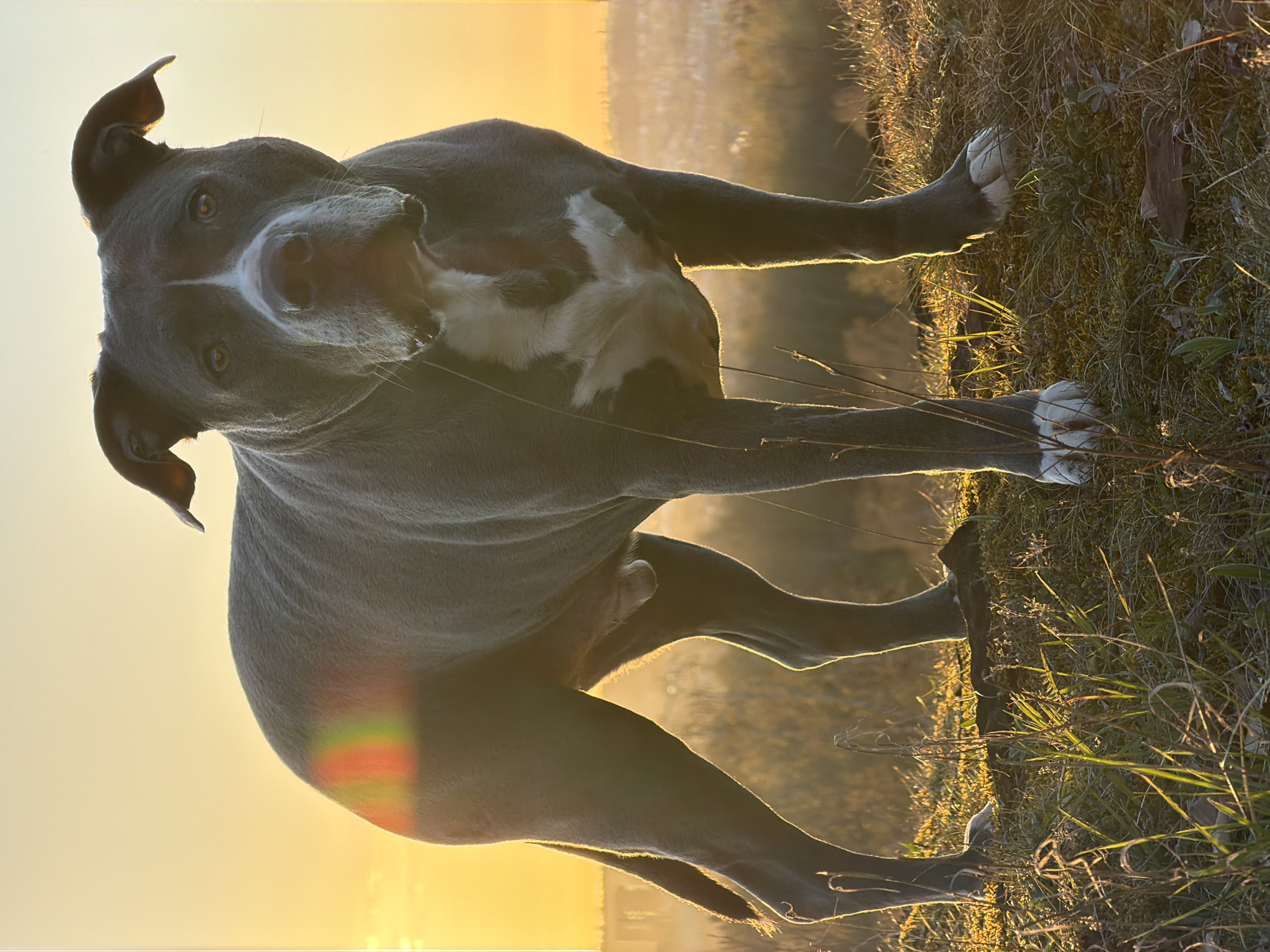 Pit bull dog photographed in motion in Esch-sur-Alzette park
