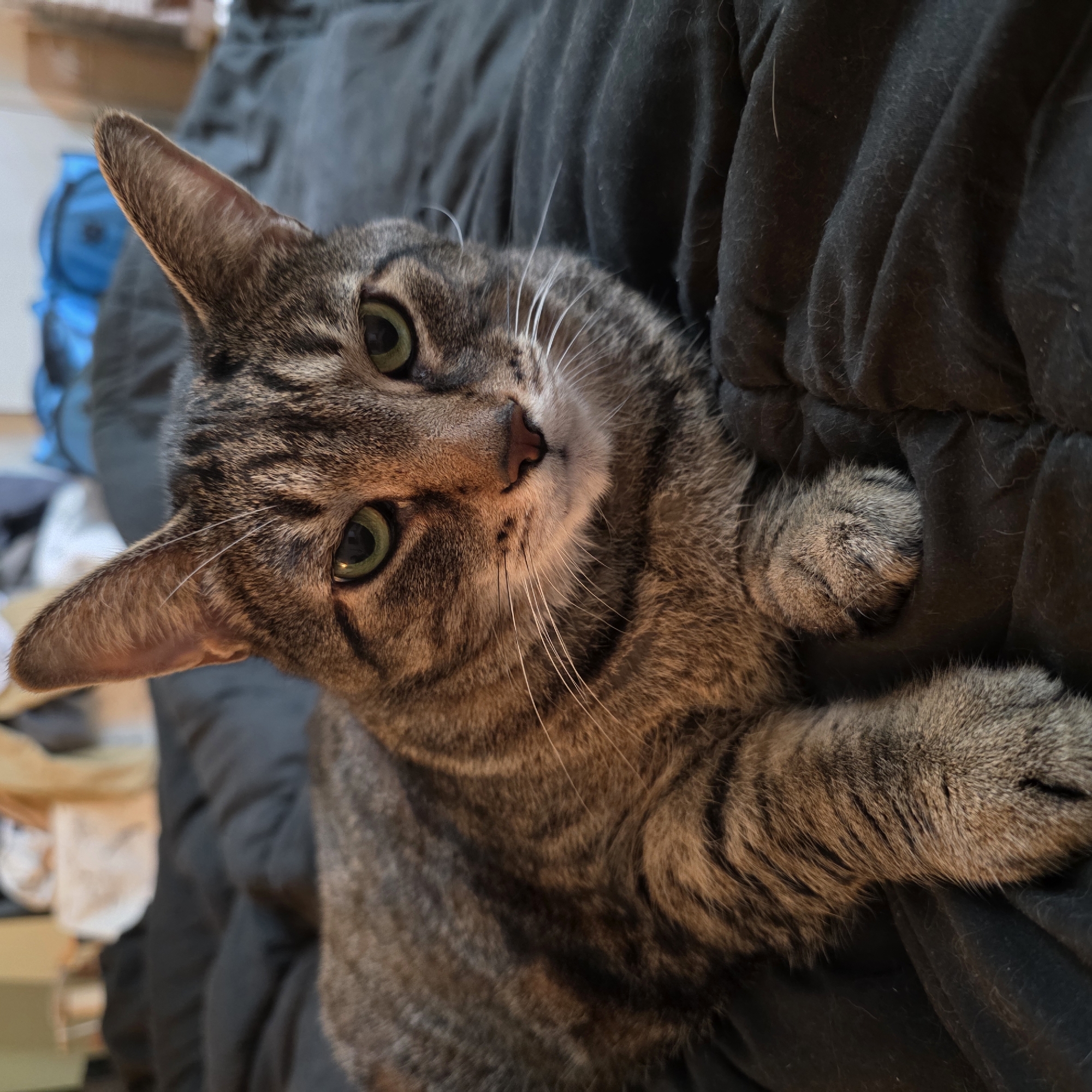 Tabby cat lounging on a dark blanket in Portland home