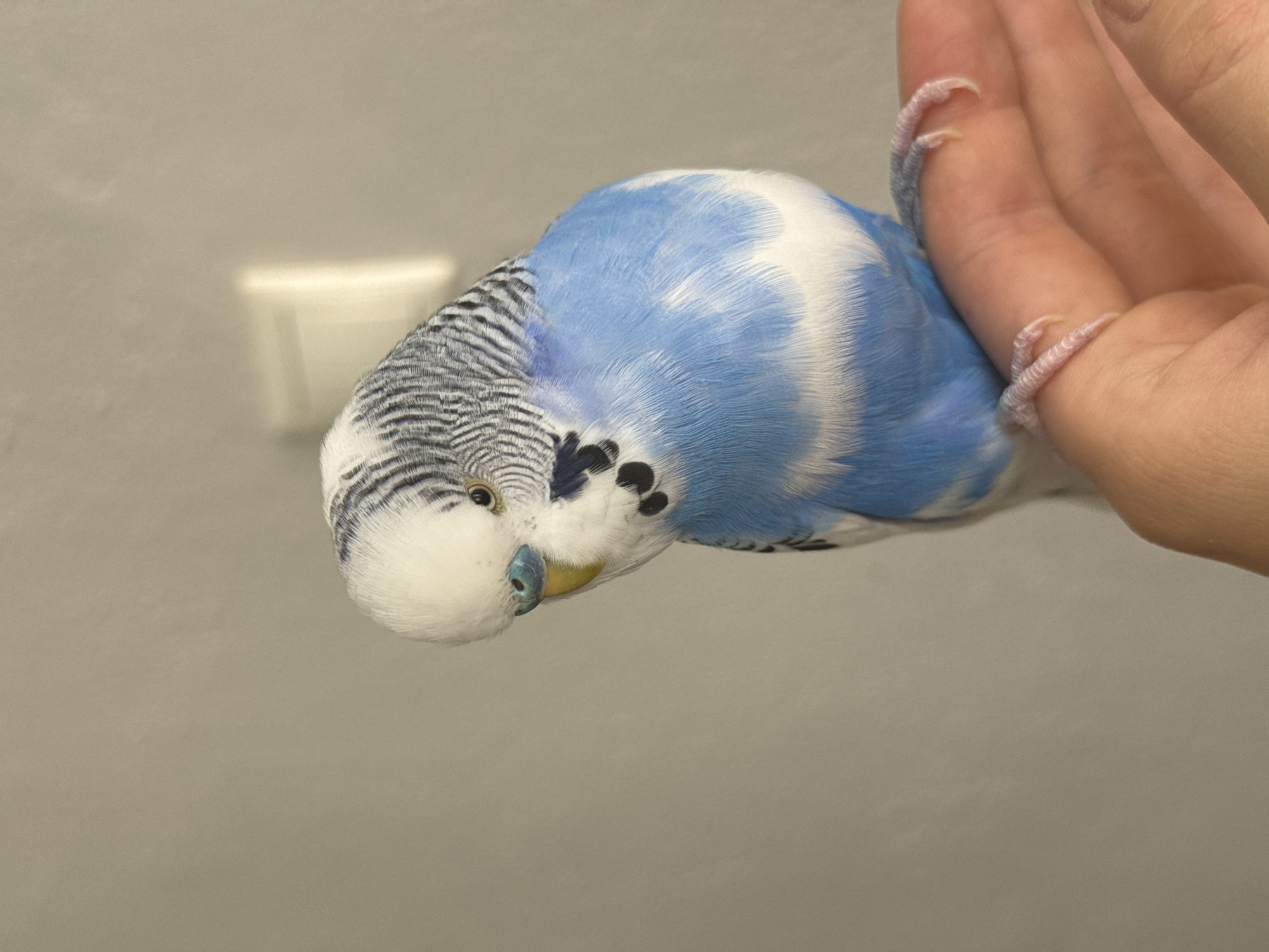 Blue and white budgerigar photographed up close in Konya