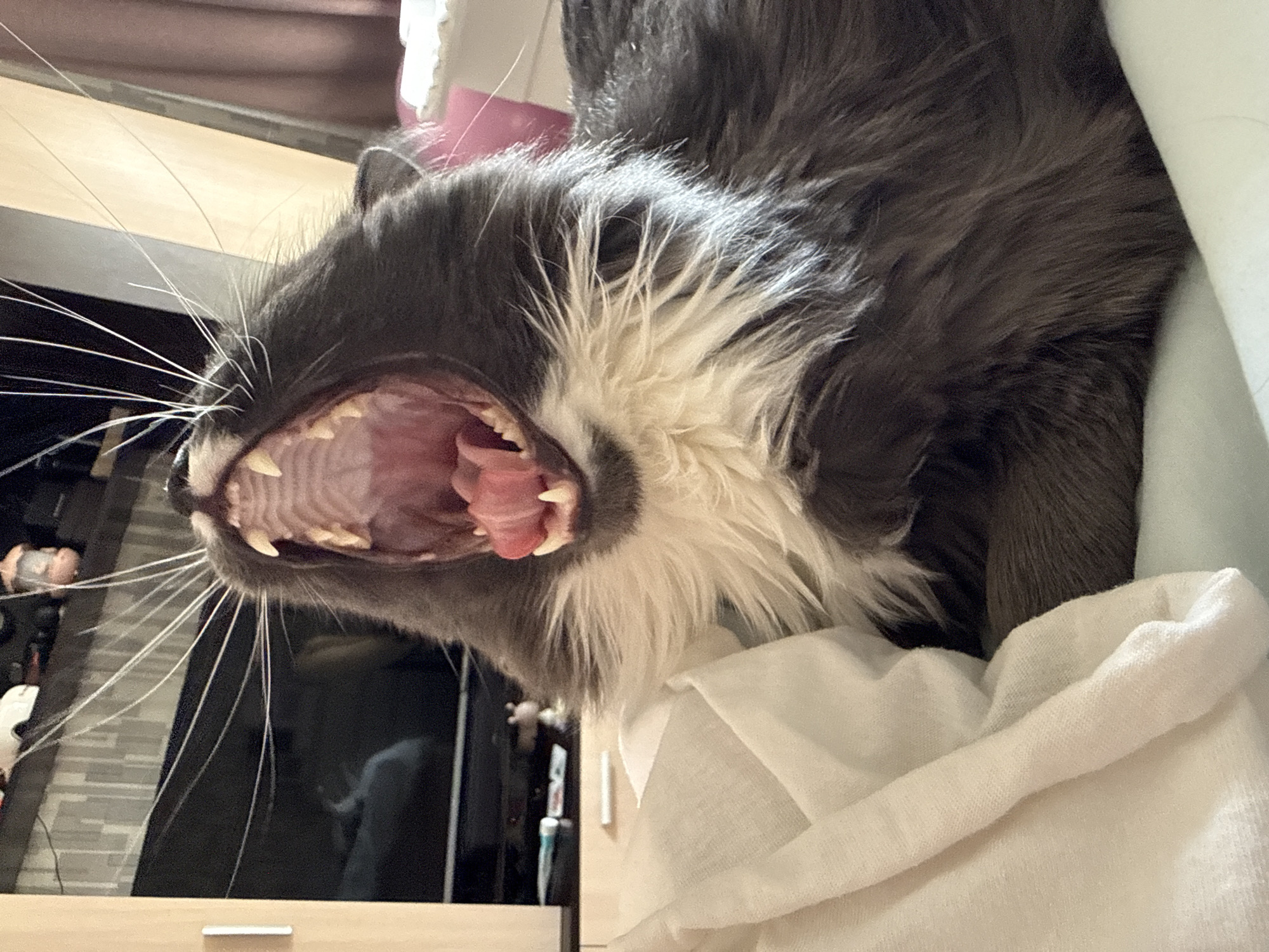 Tuxedo cat enjoys afternoon nap and petting session