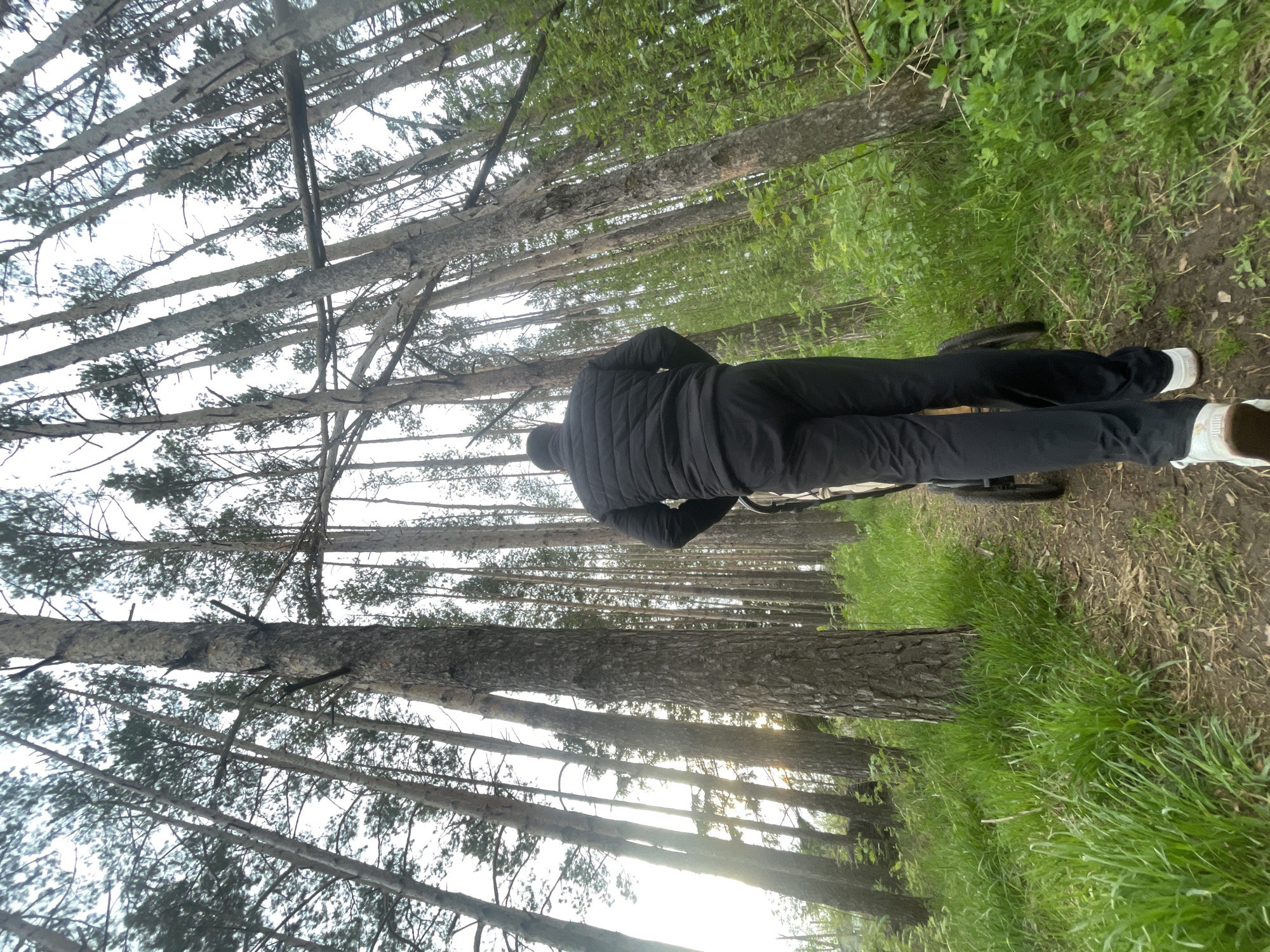 Person walks through pine forest near Подшивалово, Russia