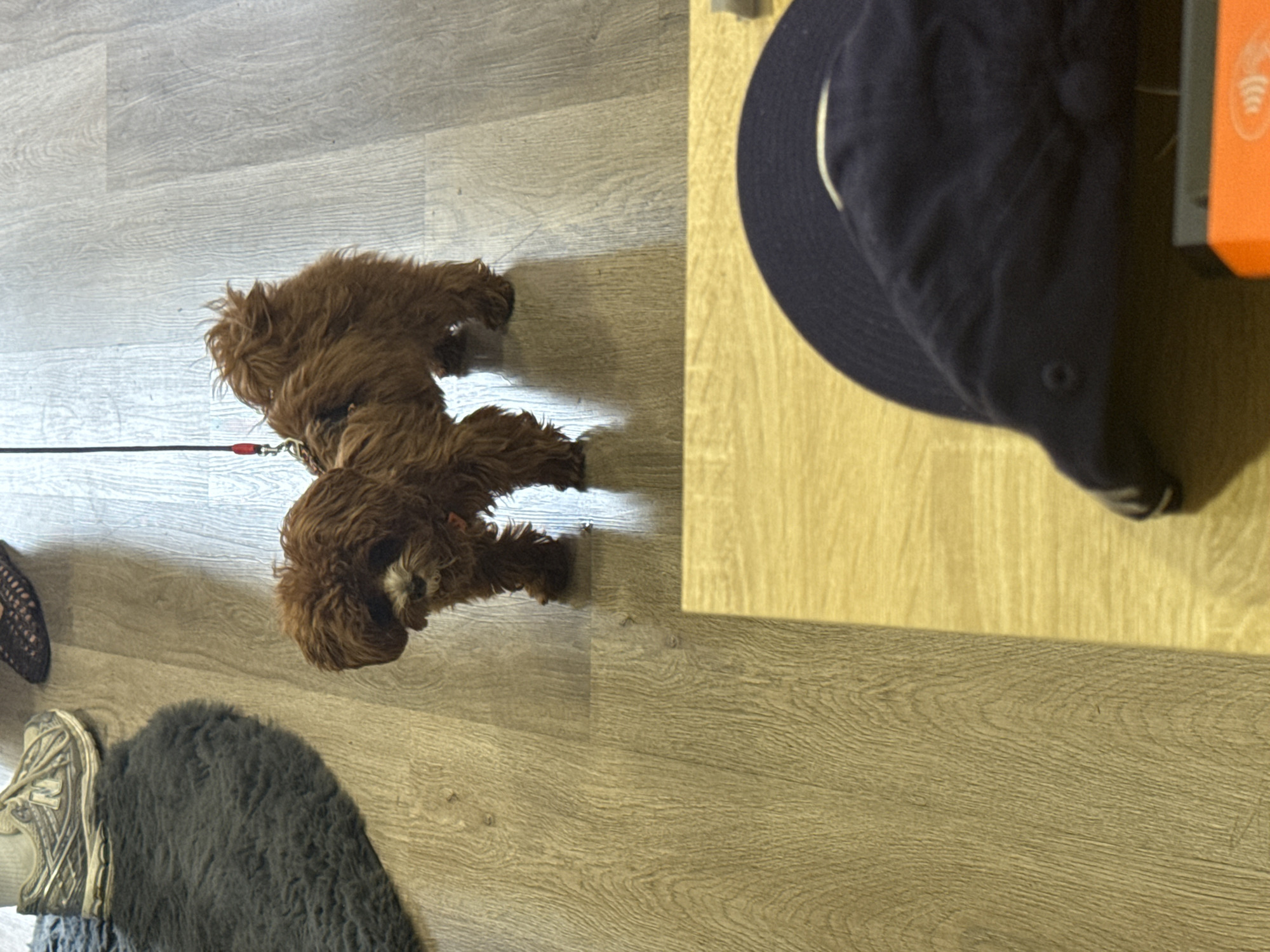 Veterinary visit with small brown dog in medical setting