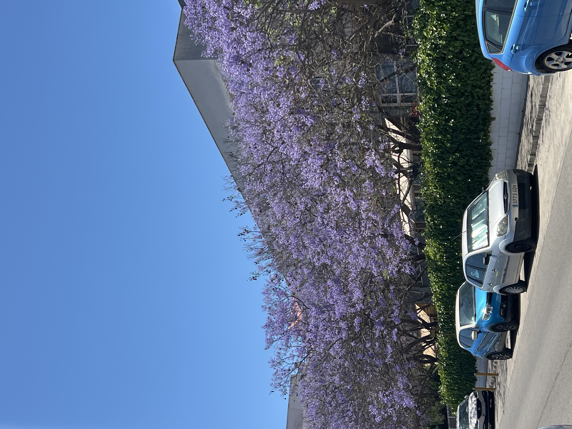 Spring blooms and street life captured in Picassent, Spain