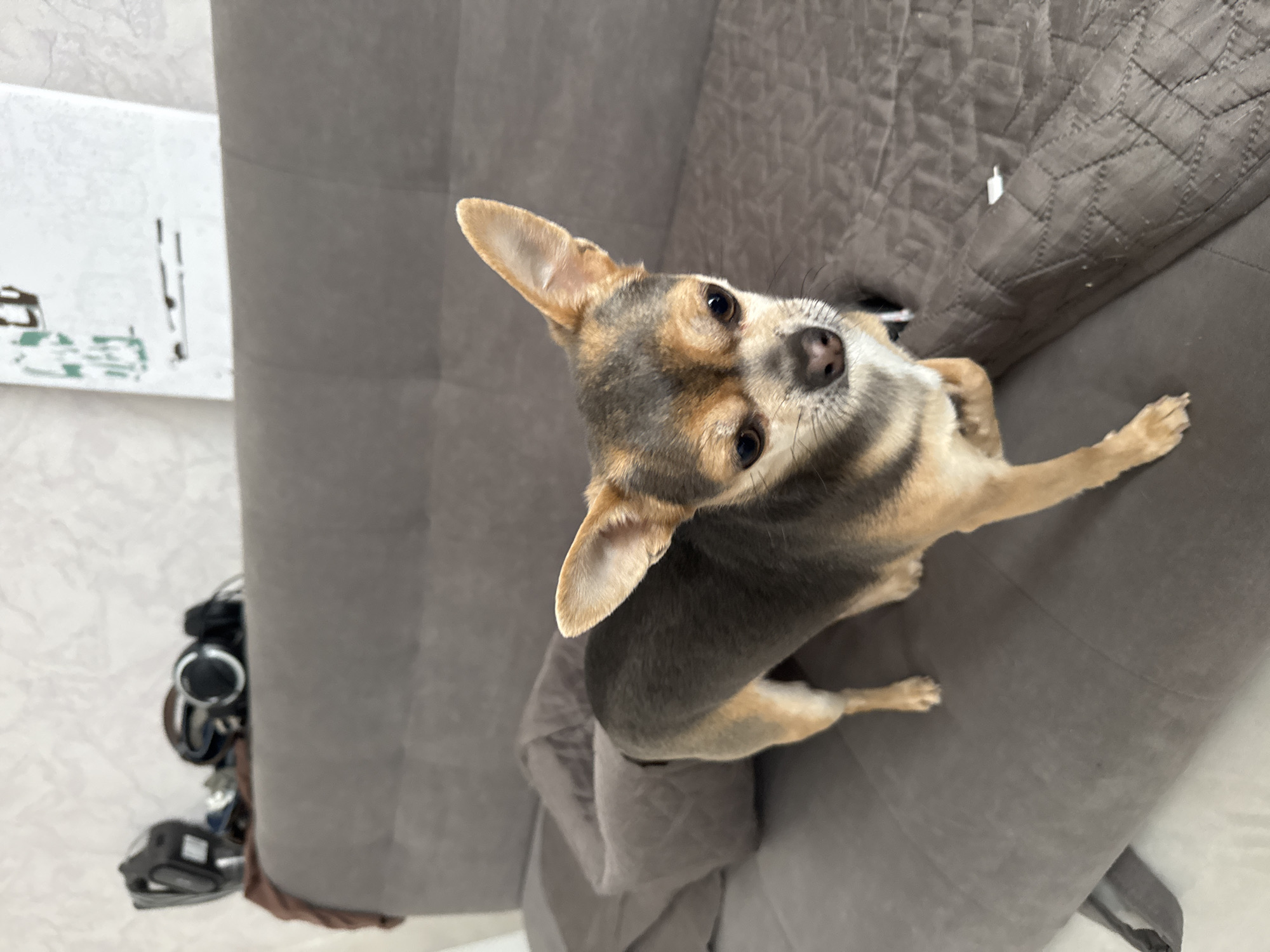 Morning scenes captured in Sochi: indoor pet, hillside homes