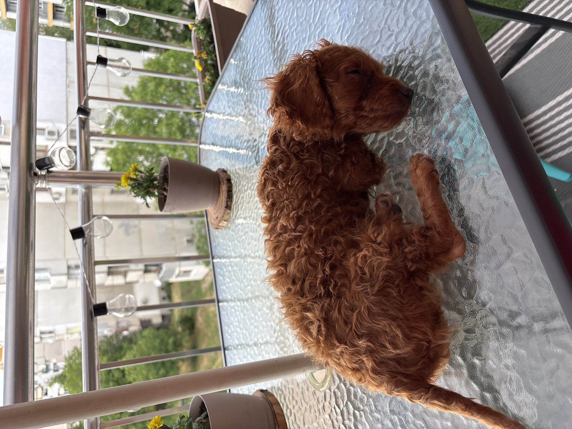 Curly-haired dog naps on glass balcony table in Plovdiv