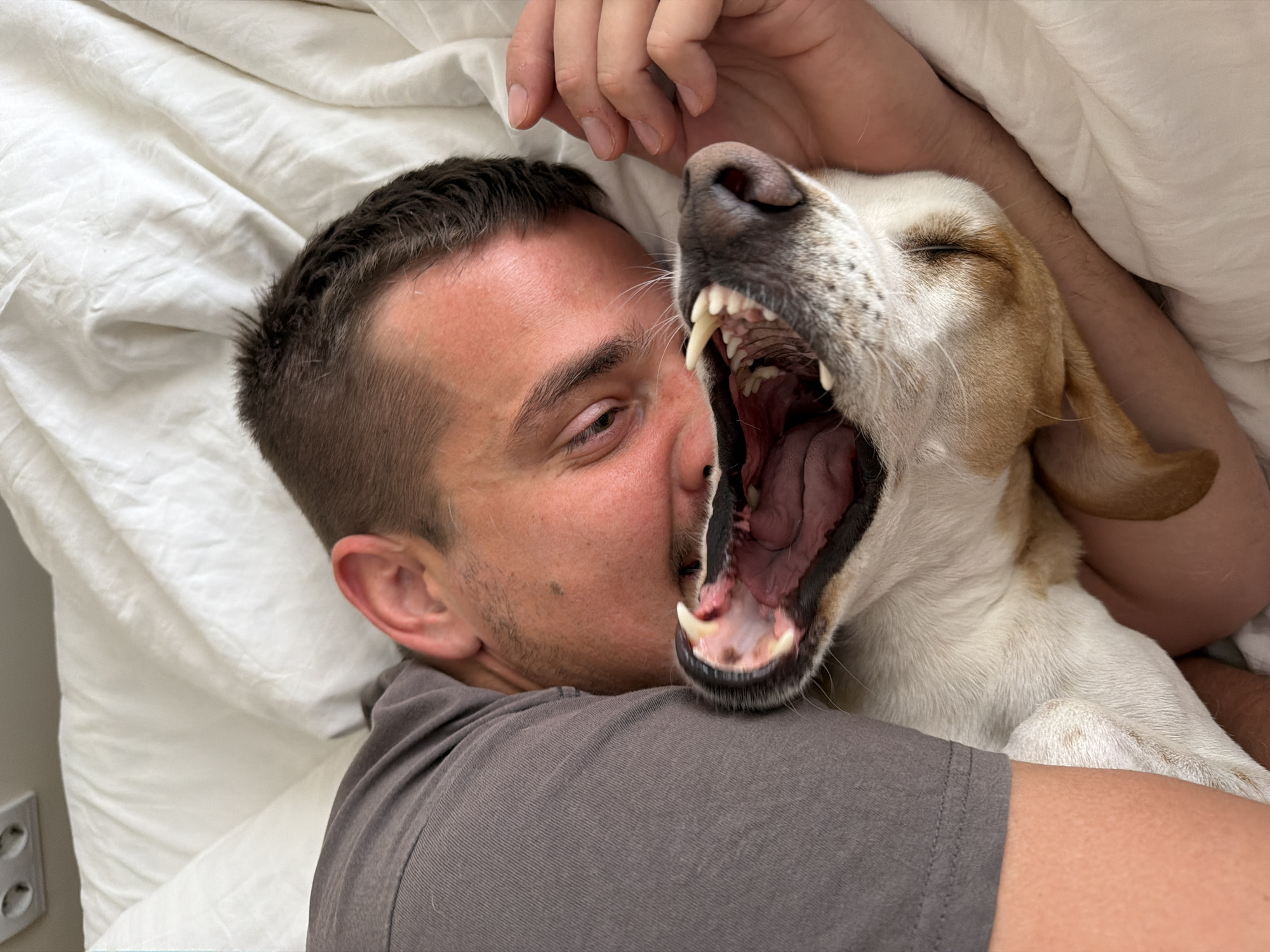 Morning moments captured in Budva: bedtime with dog, bees pollinating