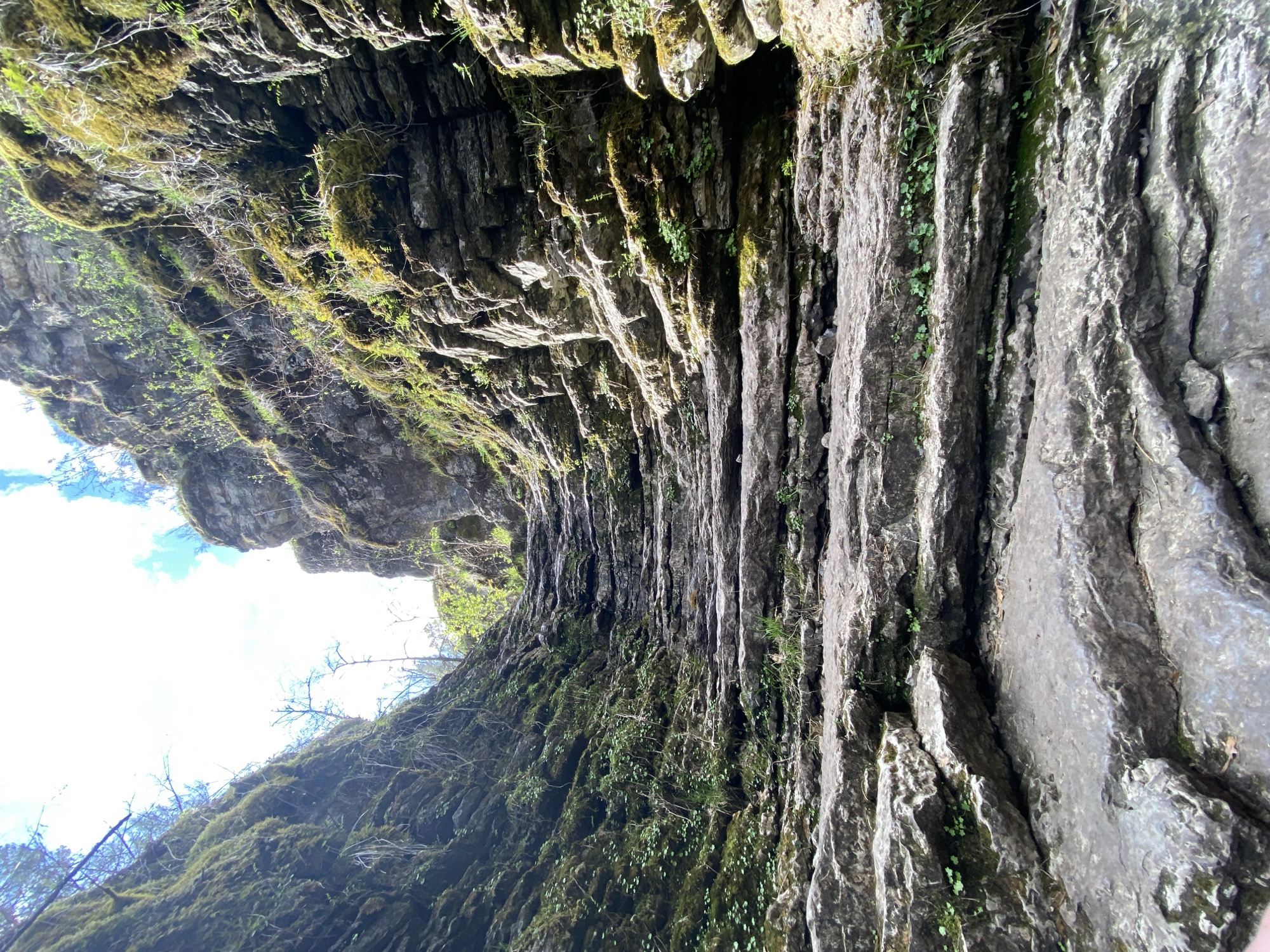 Moss-covered rock overhang photographed in Alekseevka, Russia