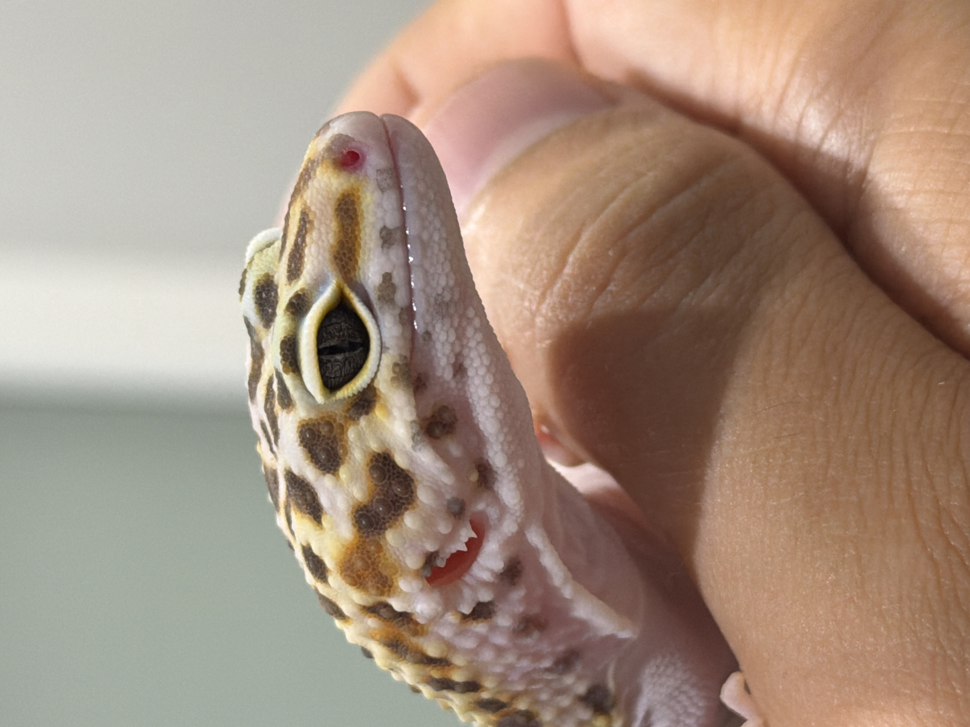 Person holds leopard gecko in close-up photo in Izhevsk