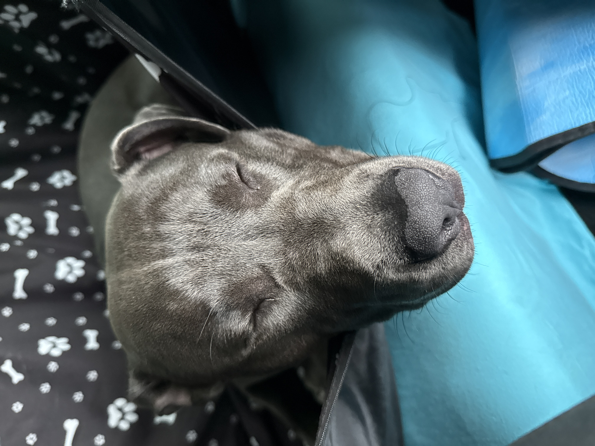 Dog sleeps peacefully in carrier in Aksakovo, Bulgaria