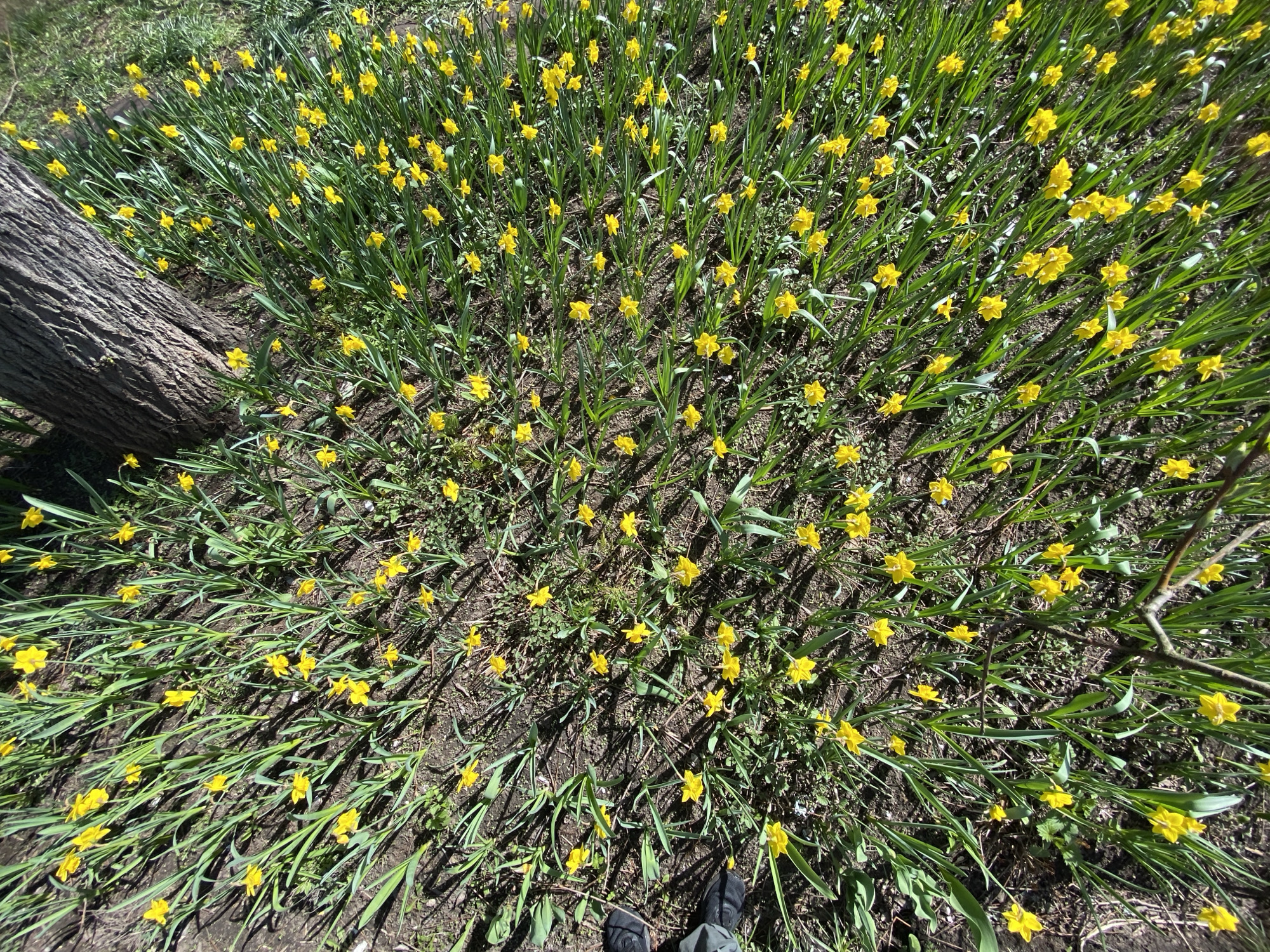 Spring blooms and wildlife captured across Moscow parks