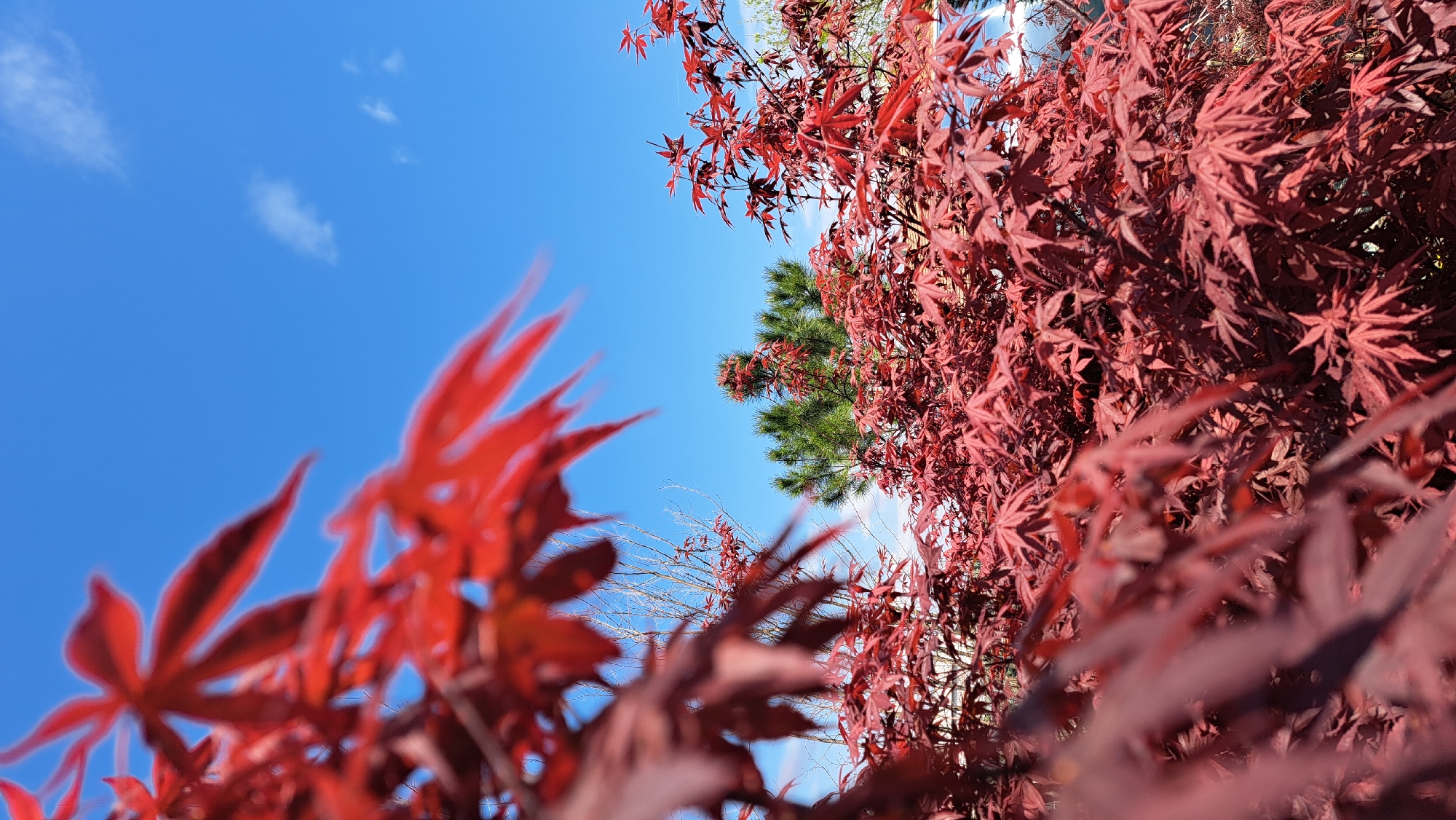 Spring tree canopy photography session captures diverse foliage varieties