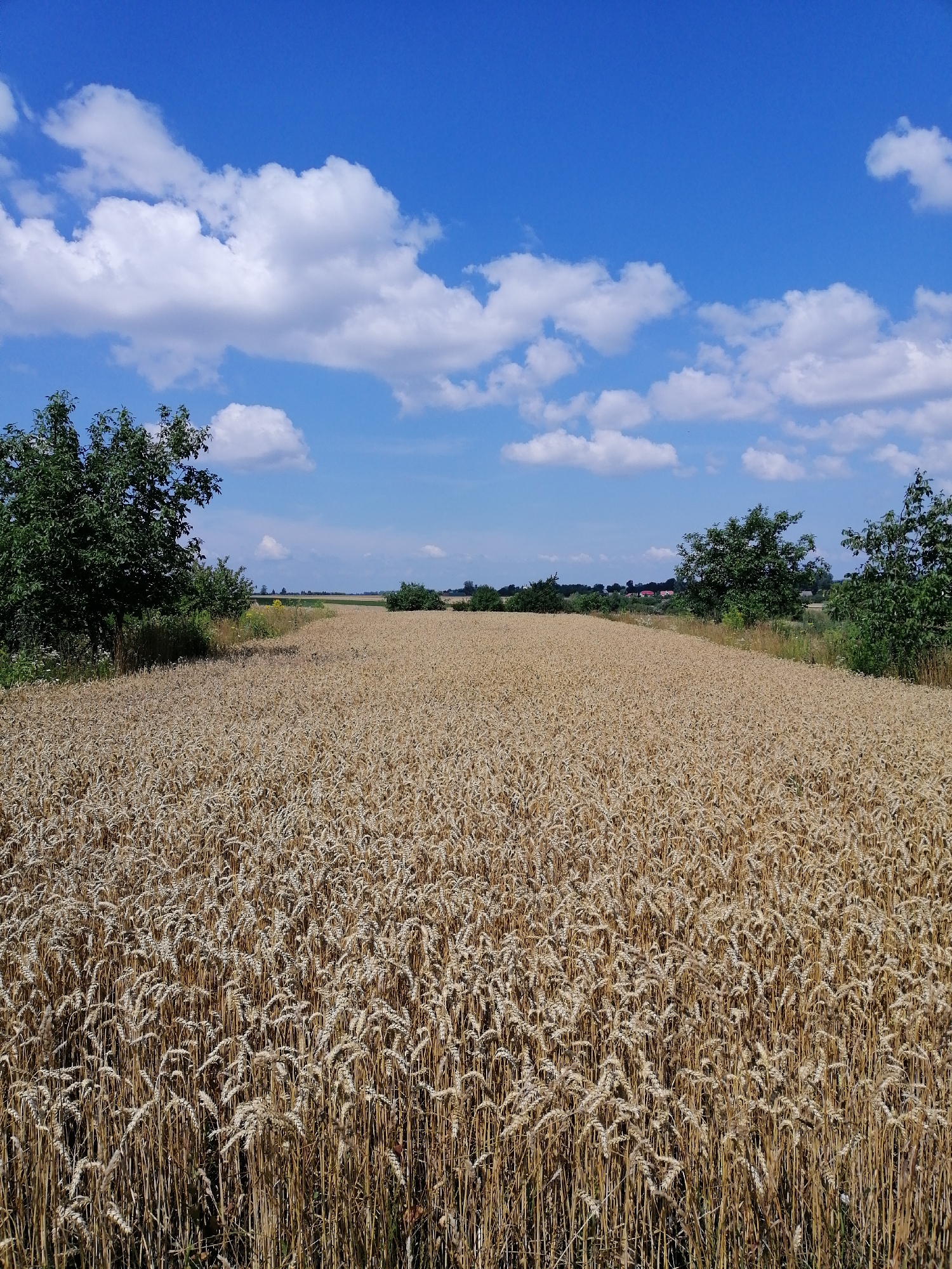 Golden wheat field ready for harvest in rural Ukraine