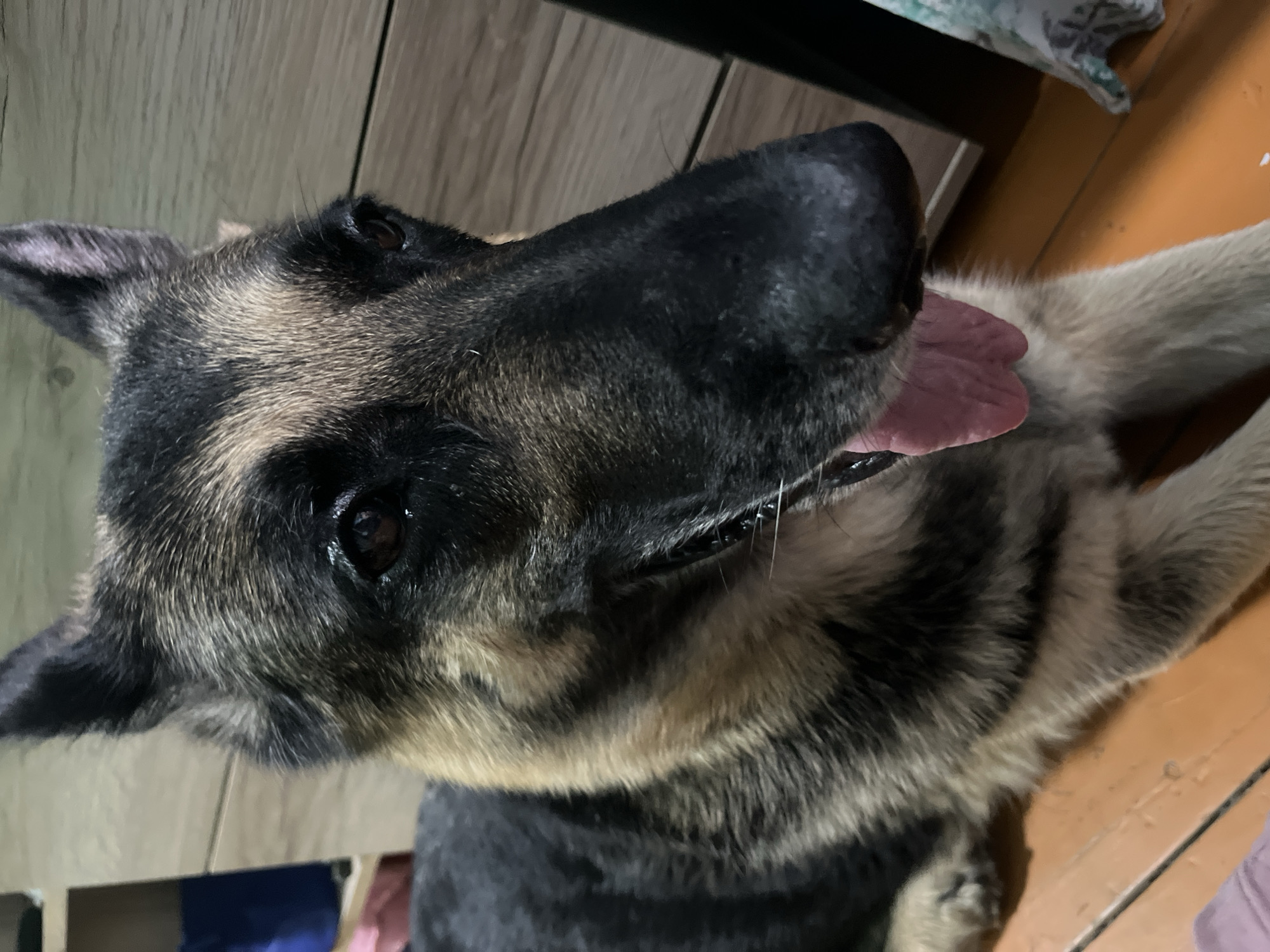 German Shepherd and hairless cat chill at home in Nizhny Tagil