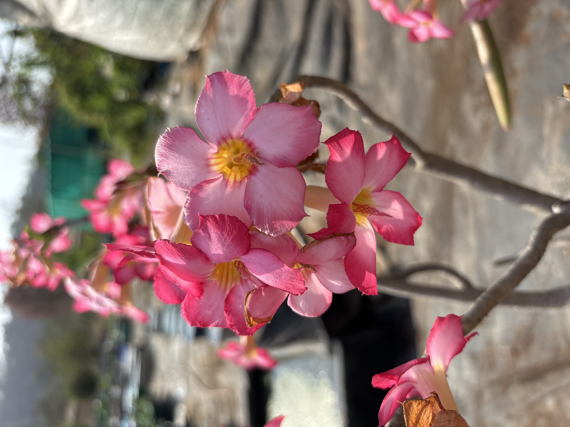 Botanical Garden Documentation Captures Flowering Plants in Maharashtra