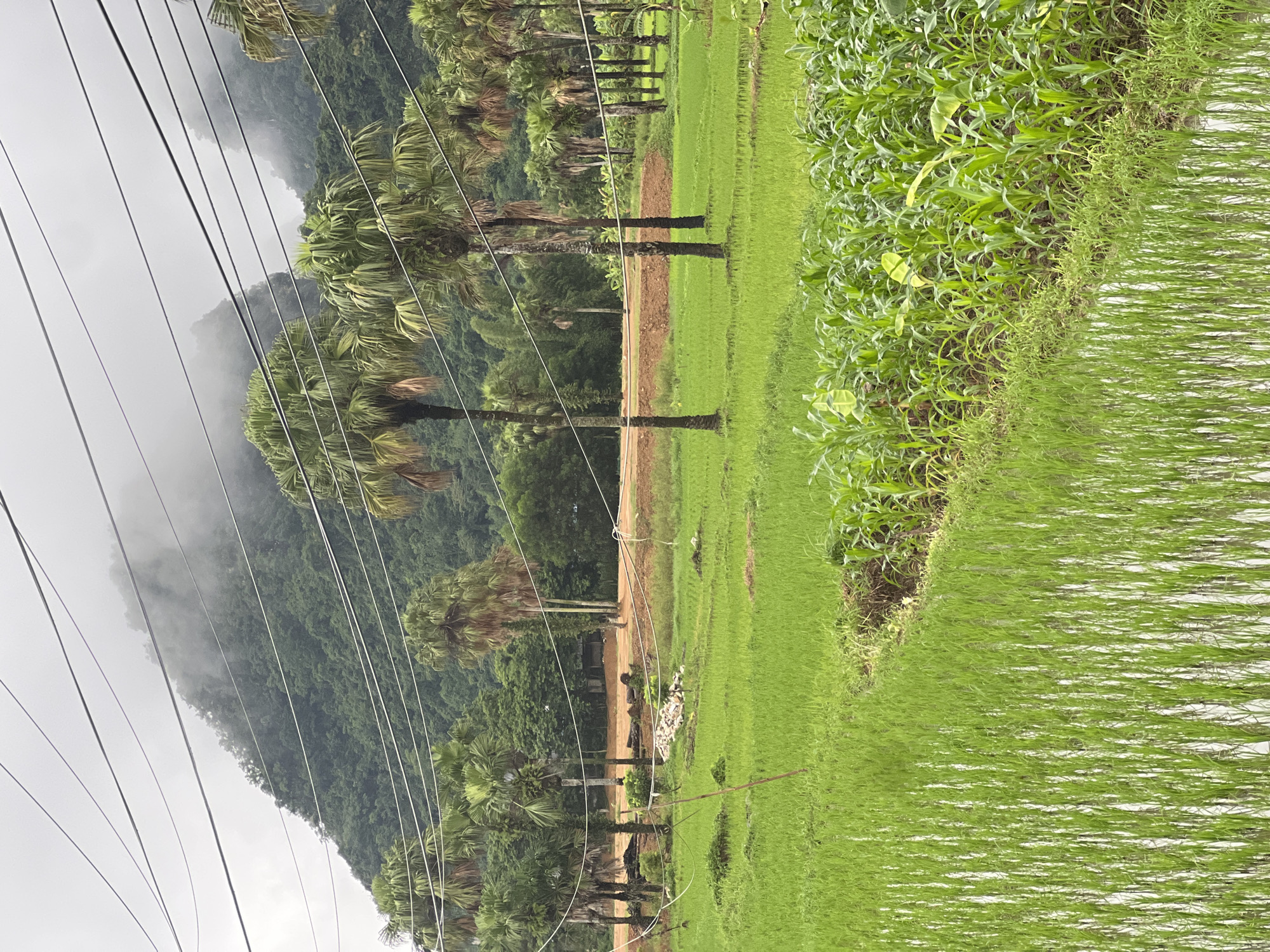 Rainy morning across rice paddies and rural roads in Sơn Dương