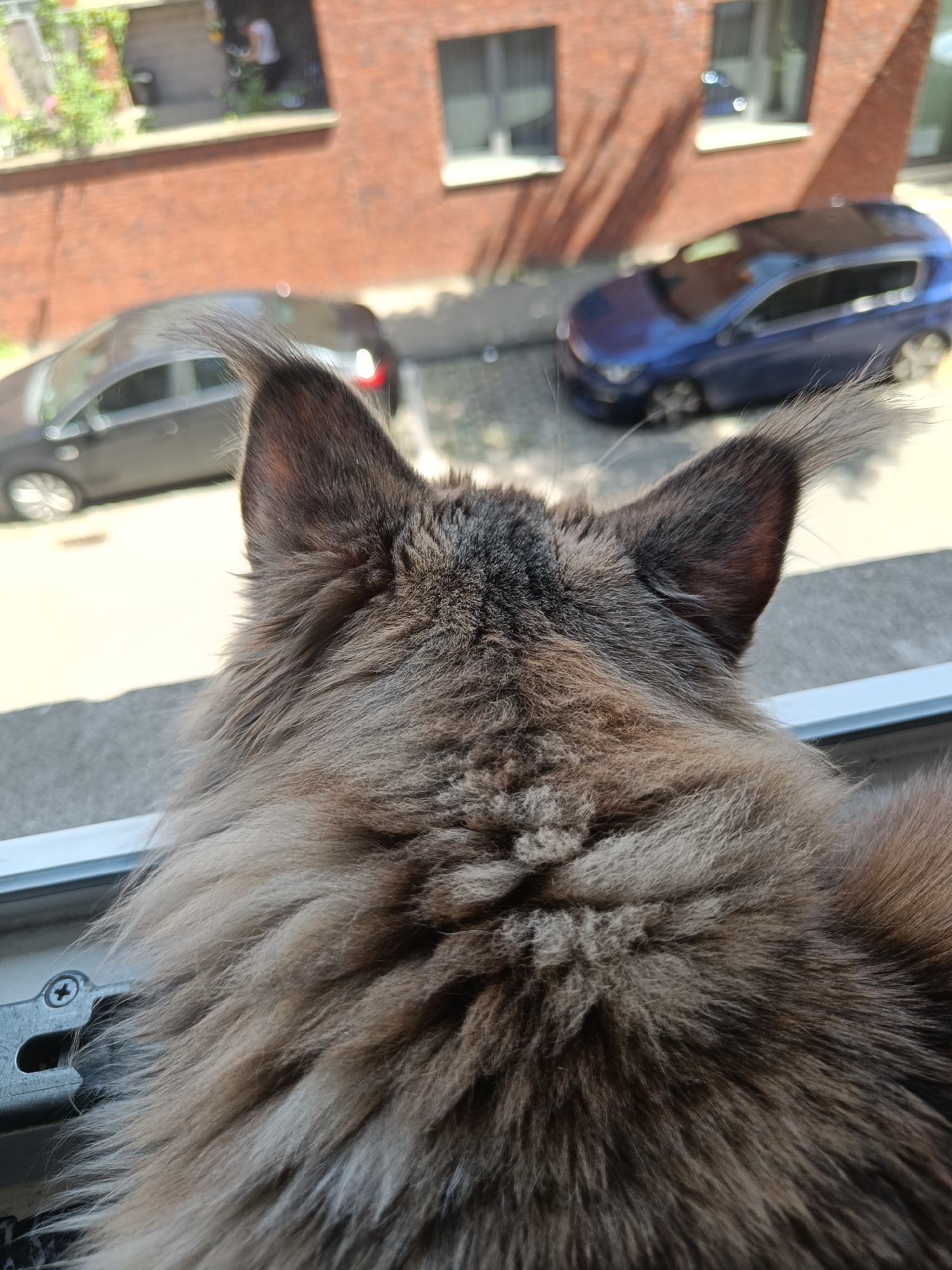 Maine Coon cat observed lounging on windowsill overlooking urban street