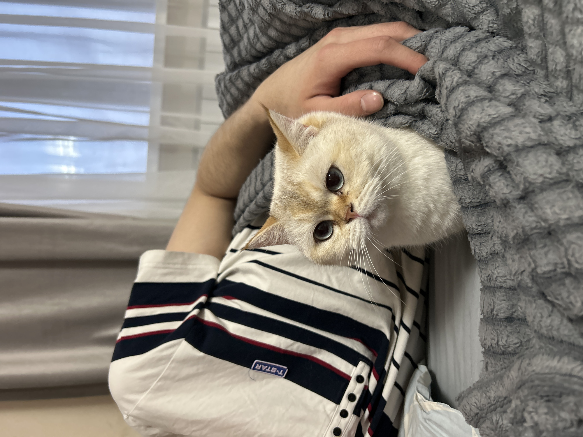 Person holds cat wrapped in blanket in Ufa