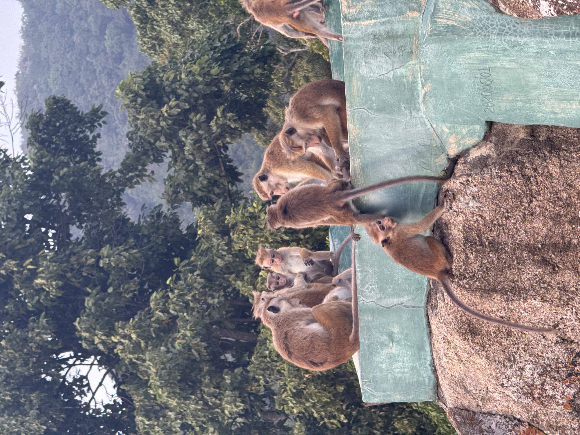 Toque macaques at ease on a concrete ledge in Melsiripura