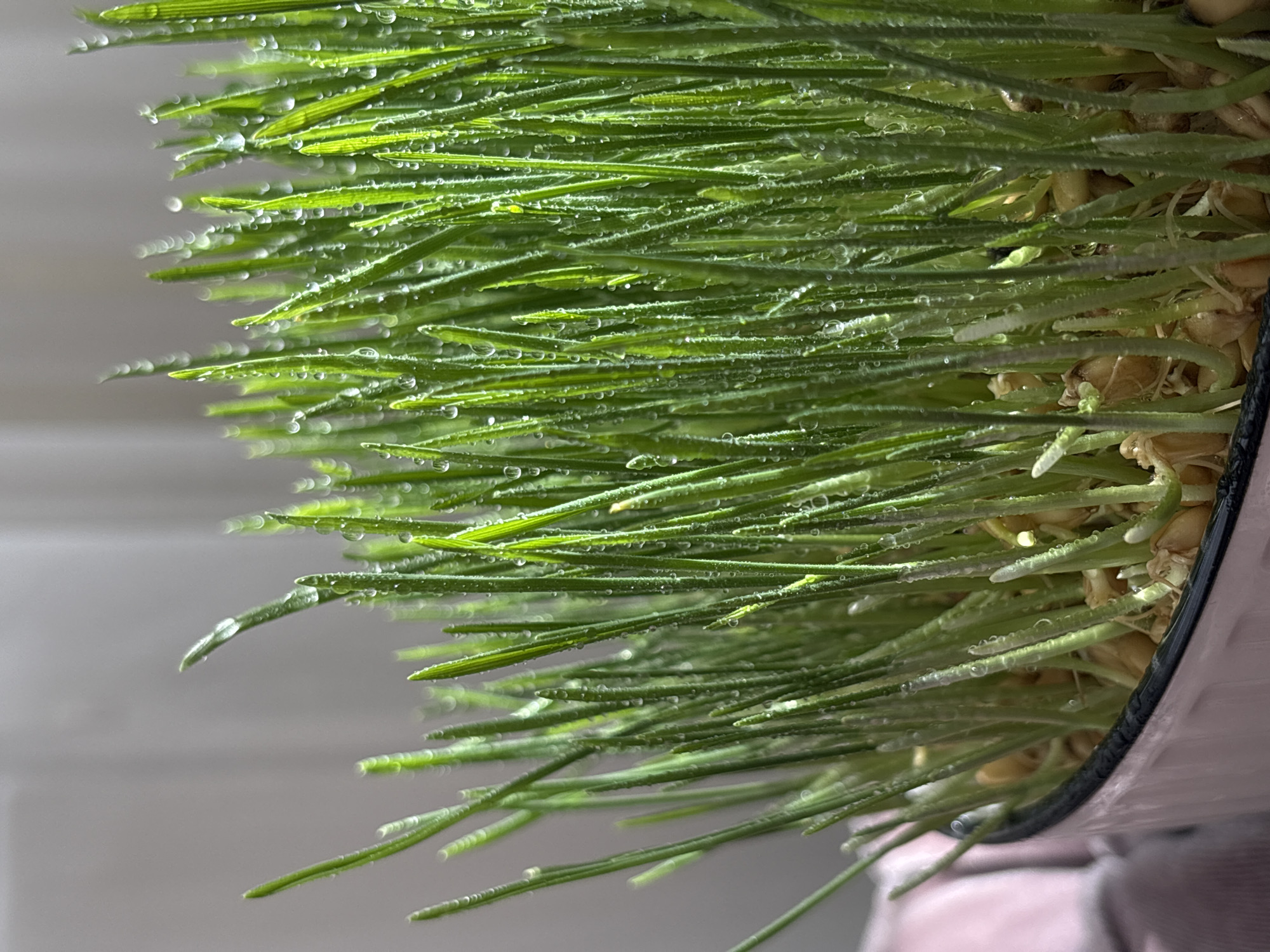 Fresh wheatgrass with water droplets photographed in Tbilisi