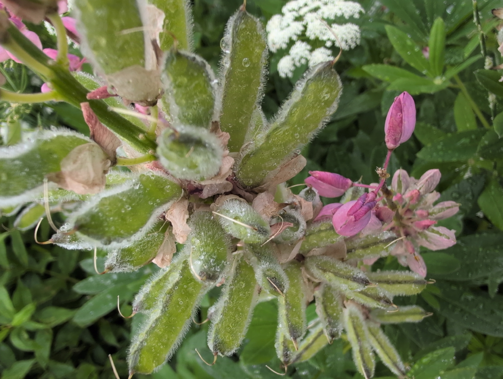 Wet garden flowers and hanging decor on a rainy Saint Petersburg morning
