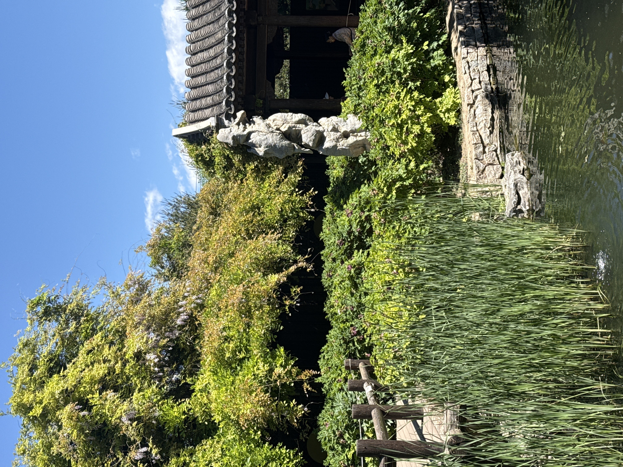 Early morning birdwatcher enjoys spring blooms at Beijing's Beihai Park