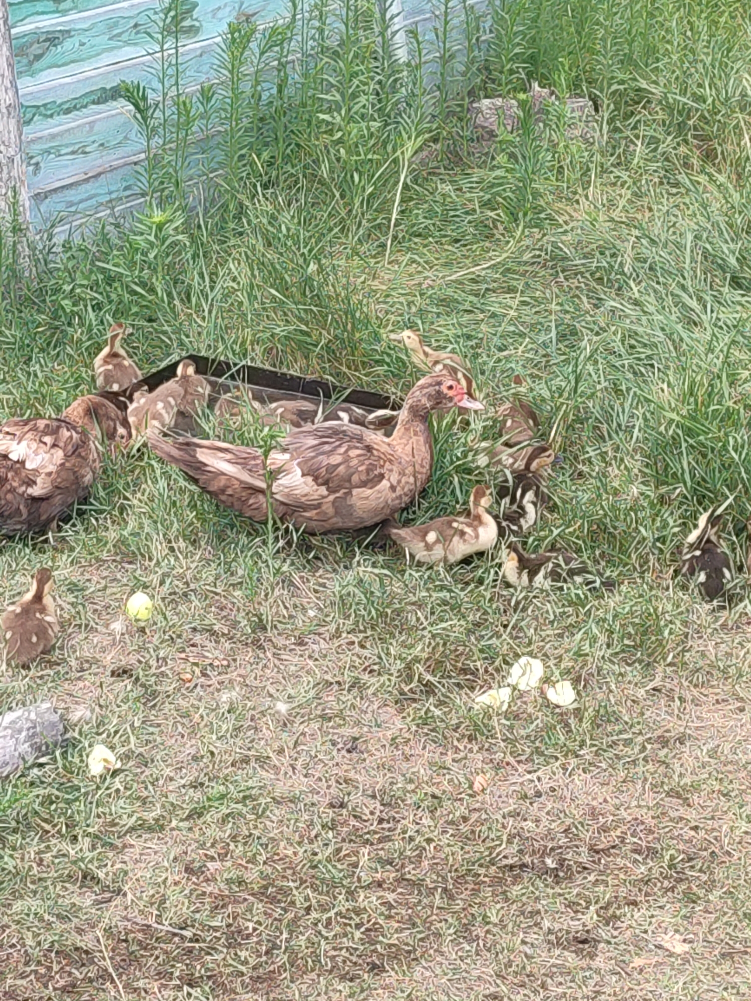 Domestic ducks and ducklings in a rural Ukrainian yard