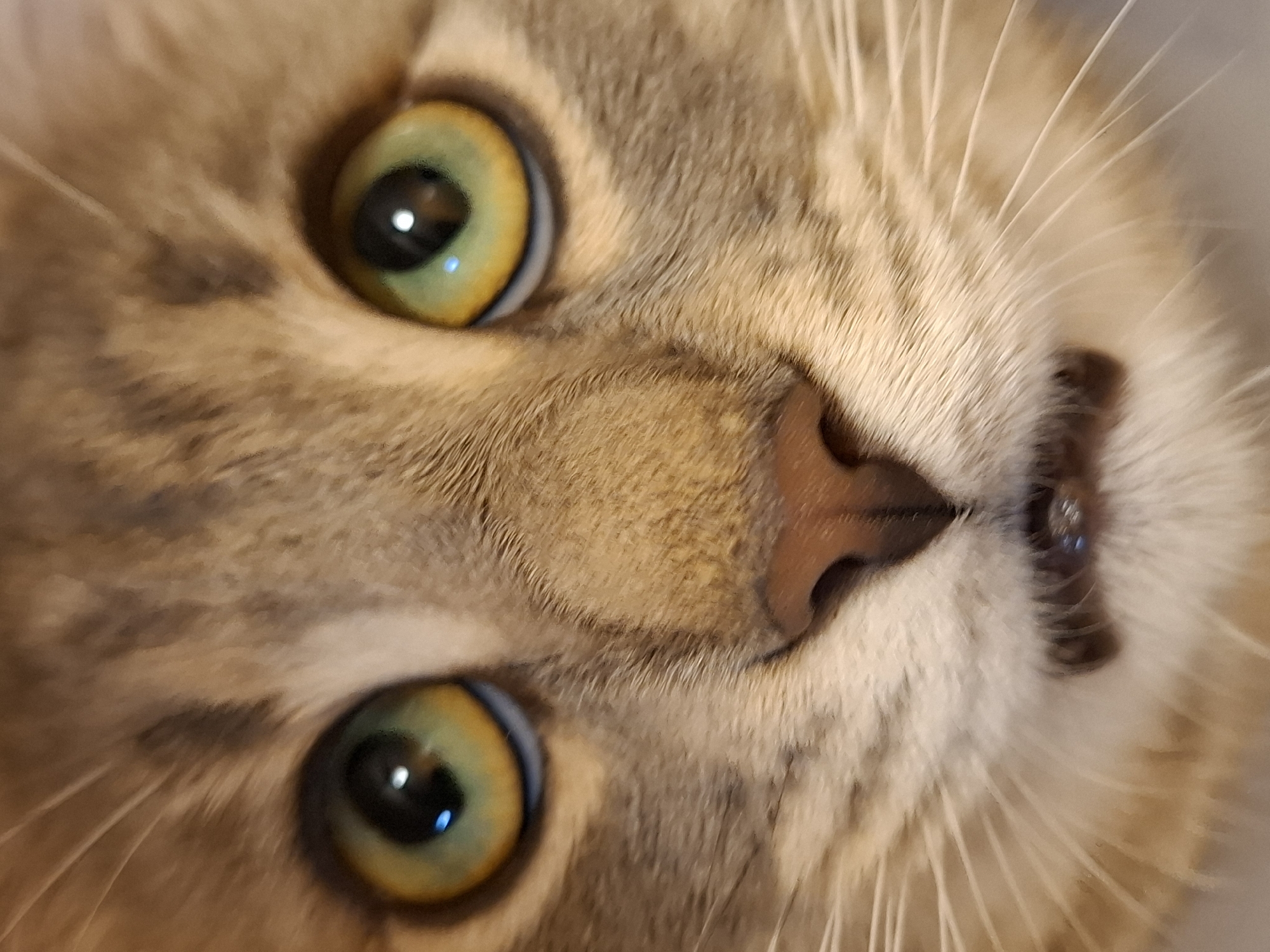 Cat photographed multiple times in close-up in Novi Sad