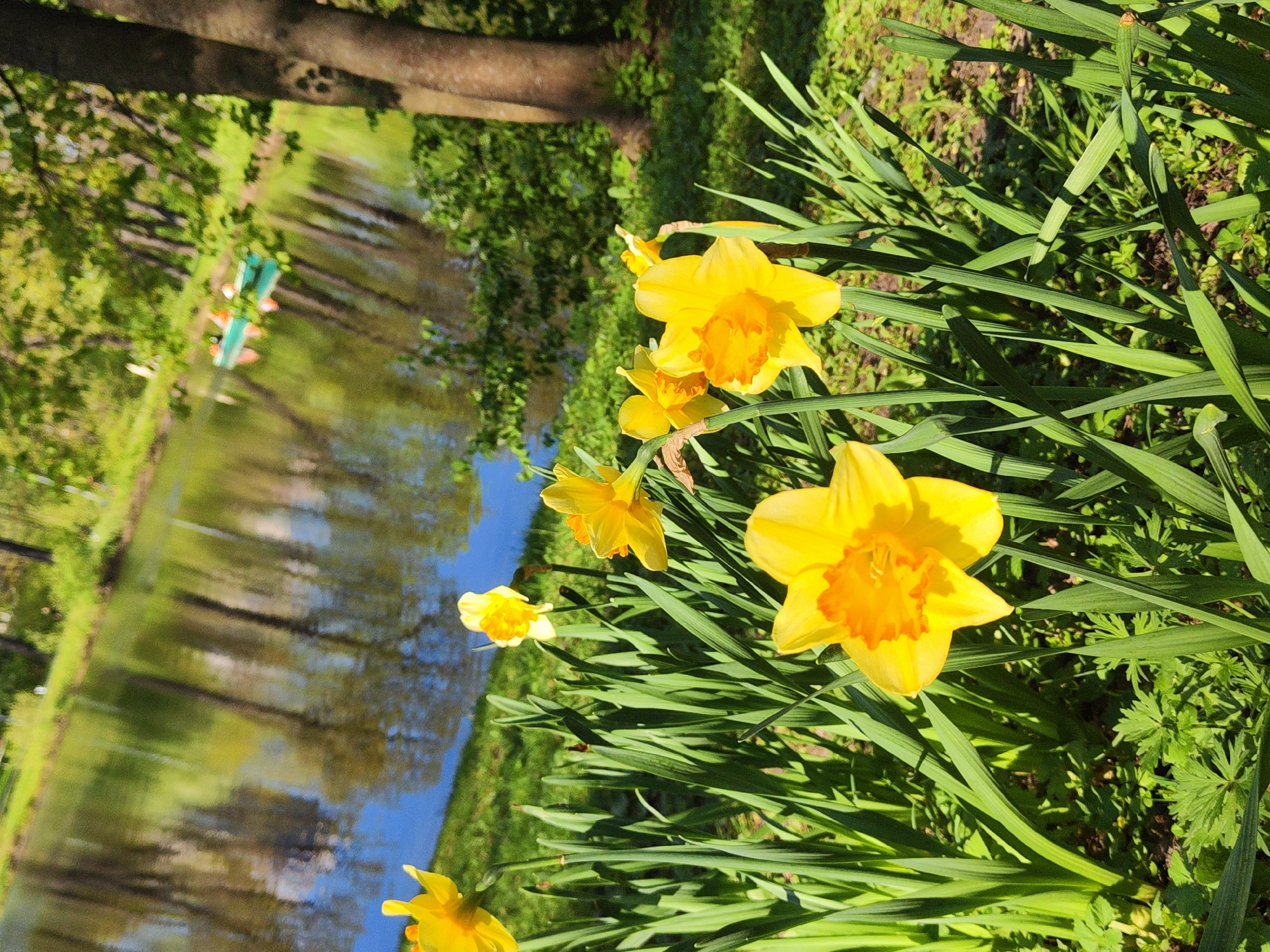 Spring wildlife and flowers documented across Saint Petersburg parks