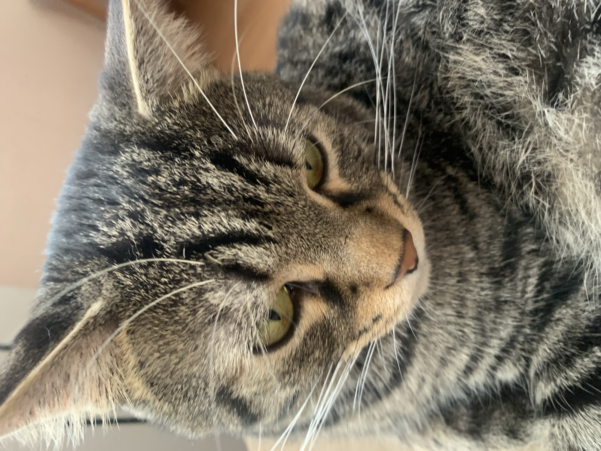 Tabby cat photographed in multiple indoor poses in Stavropol
