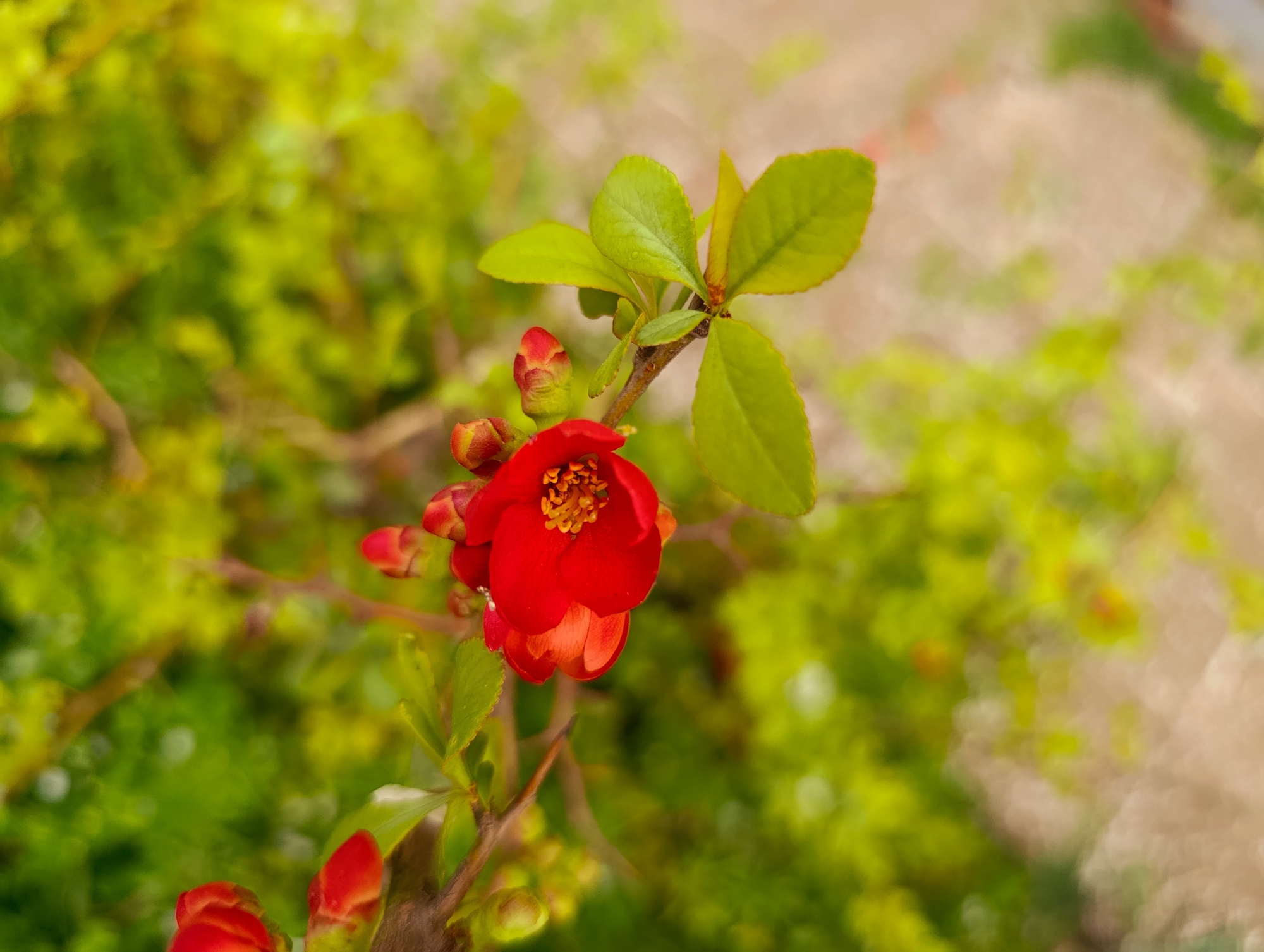 Nature observer documents ladybugs and spring flora in Bulgaria