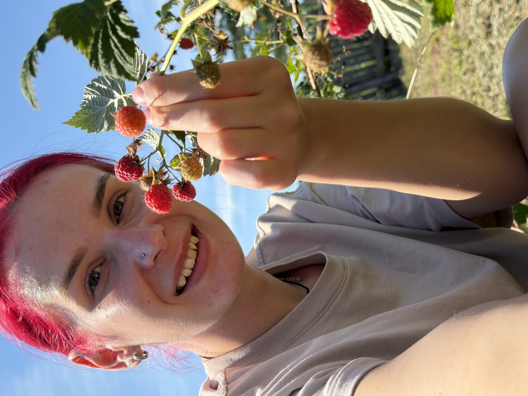 Picking raspberries on a sunny morning in Chaikovsky