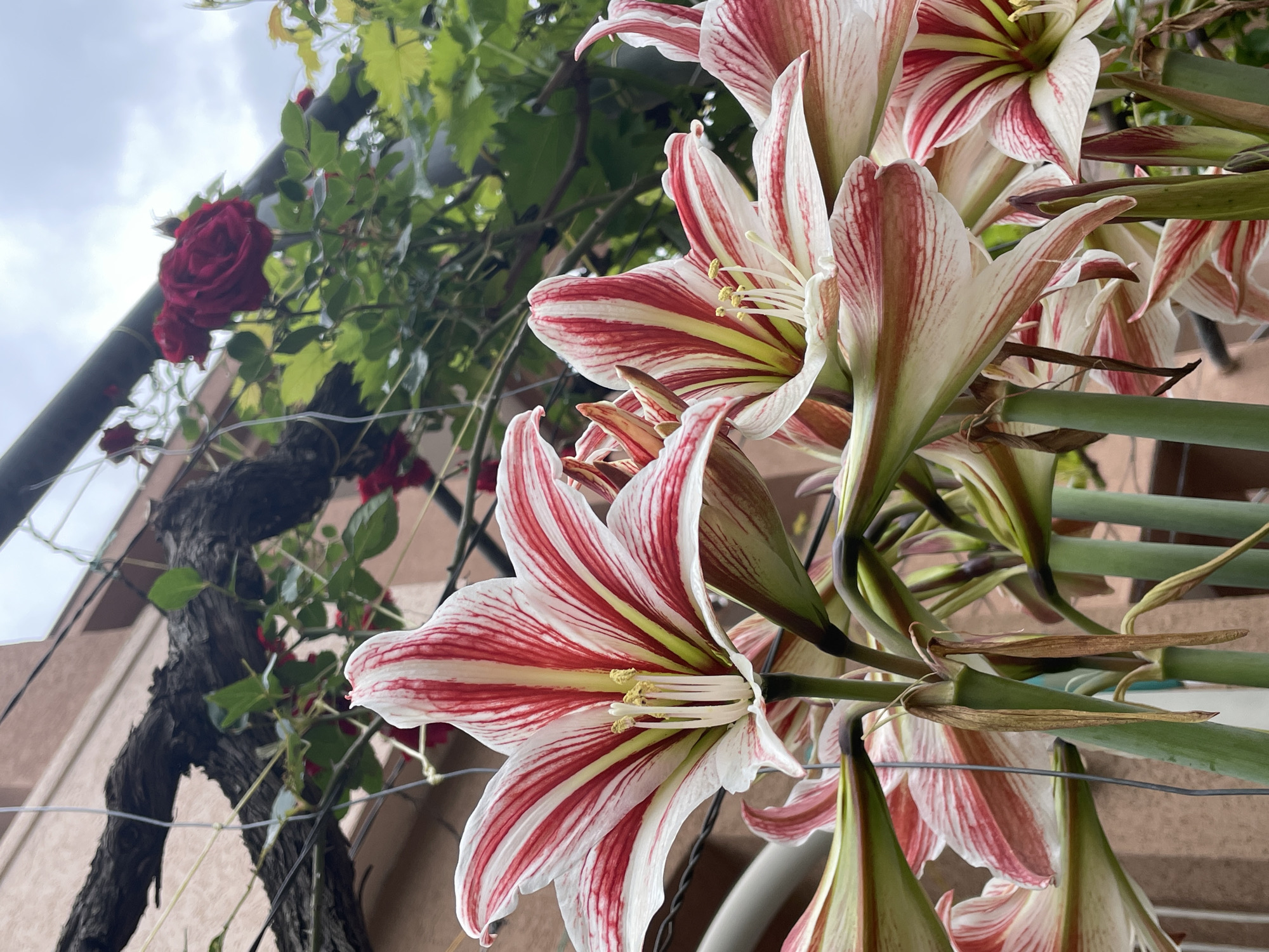 Purple flowers bloom in Budva garden setting